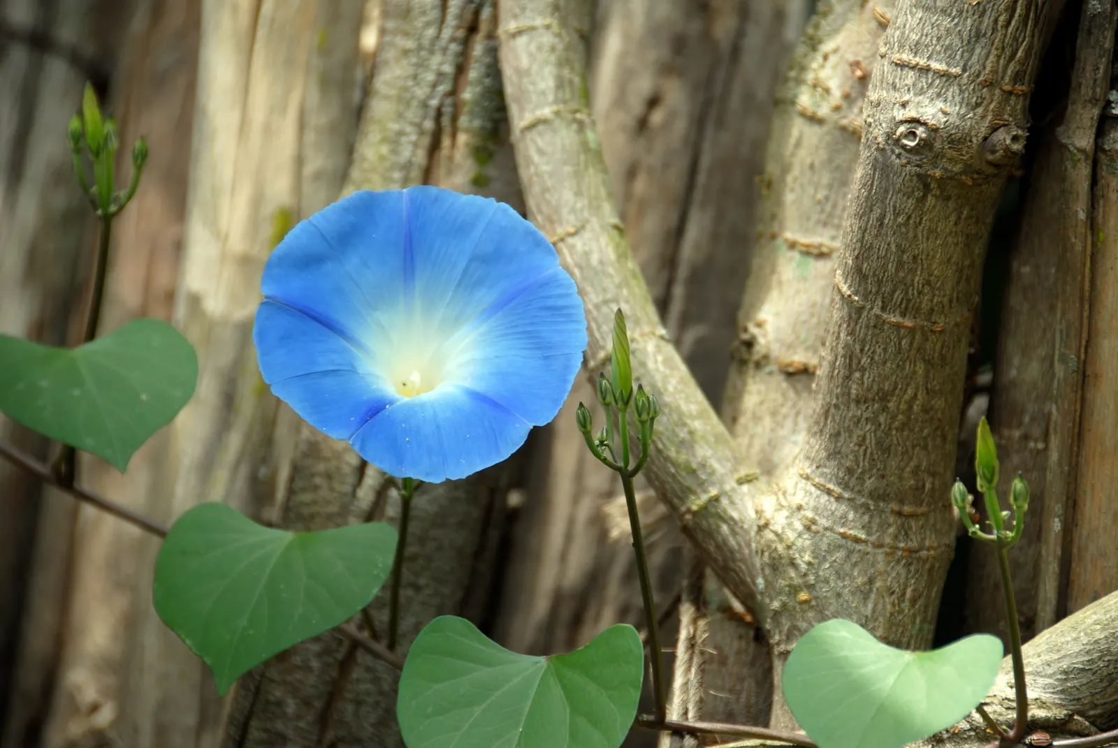 Morning Glory (Ipomoea Tricolor) — Its heart-shaped leaves reach up to 5 inches long; trumpet-shaped blooms that unfurl in the early morning hours, image 93