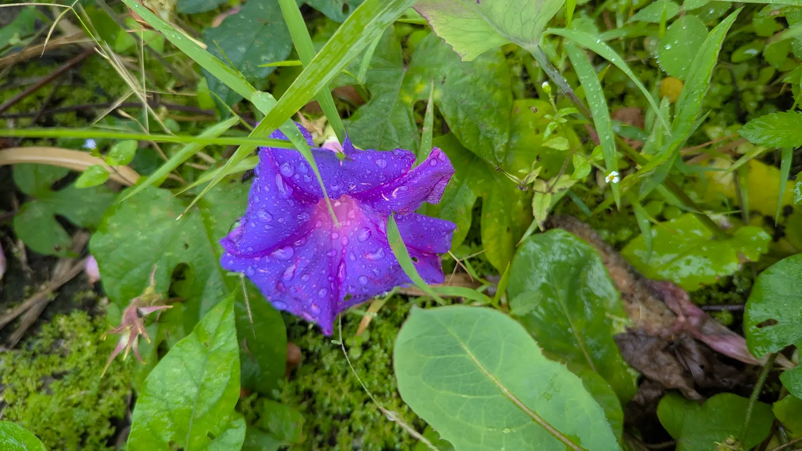Morning Glory (Ipomoea Tricolor) — Morning Glories prefer temperatures between 64&deg;F and 85&deg;F; its heart-shaped green leaves create a lush, image 106