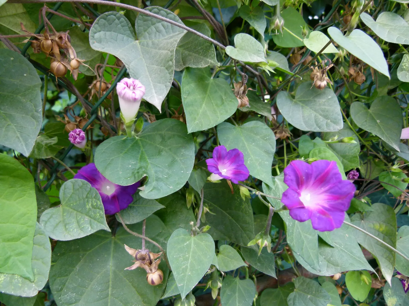 Morning Glory (Ipomoea Tricolor) — Morning Glory (Ipomoea tricolor) is a fast-growing; unfurl in the early morning to display hues of blue, image 59