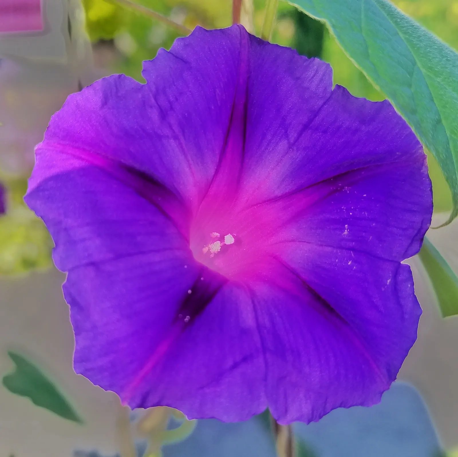 Morning Glory (Ipomoea Tricolor) — trumpet-shaped blooms that unfurl in the early morning hours