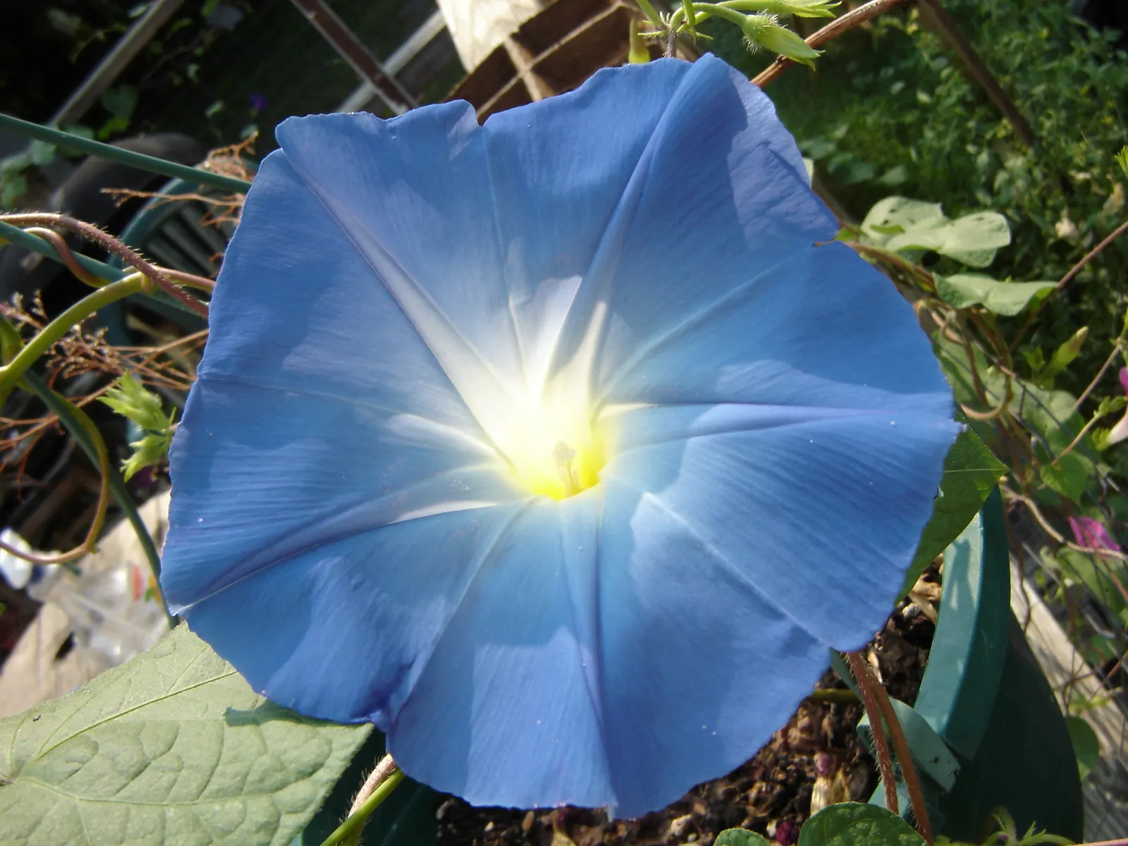 Morning Glory (Ipomoea Tricolor) — Ipomoea tricolor provides vertical interest; reaching heights of up to 10 to 15 feet, image 110