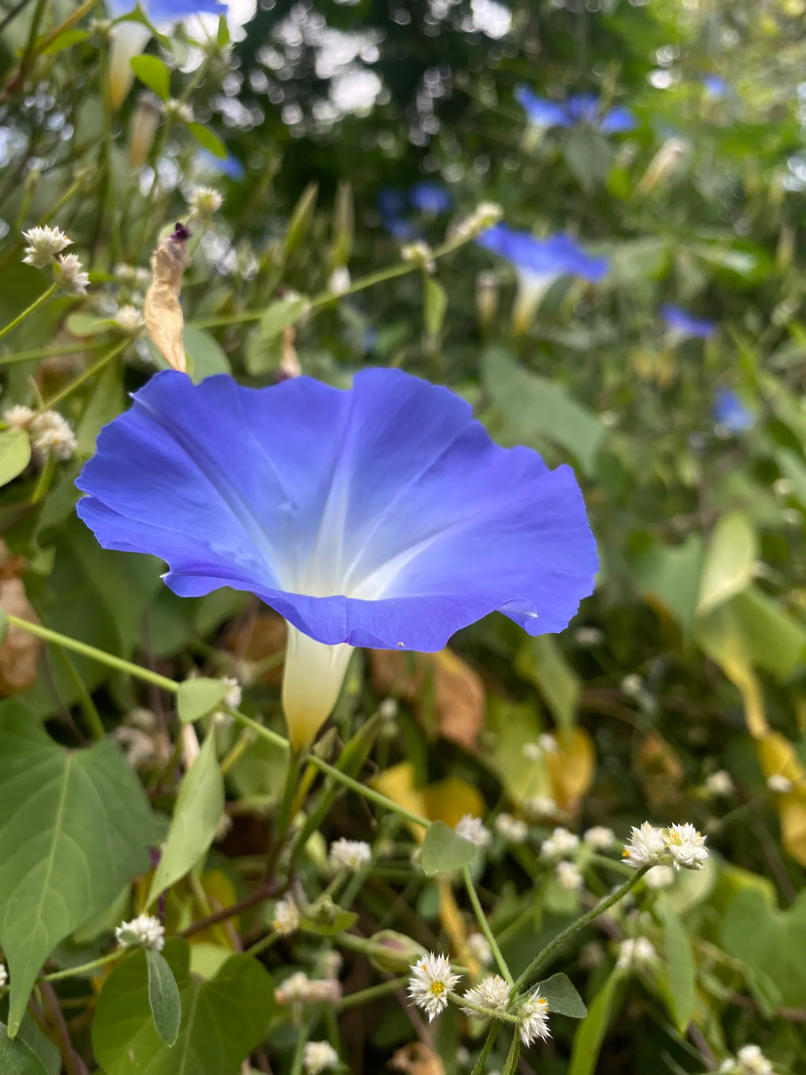 Morning Glory (Ipomoea Tricolor) — If situated in cooler climates, they are best grown as annuals; it's advisable to deadhead regularly and, image 107