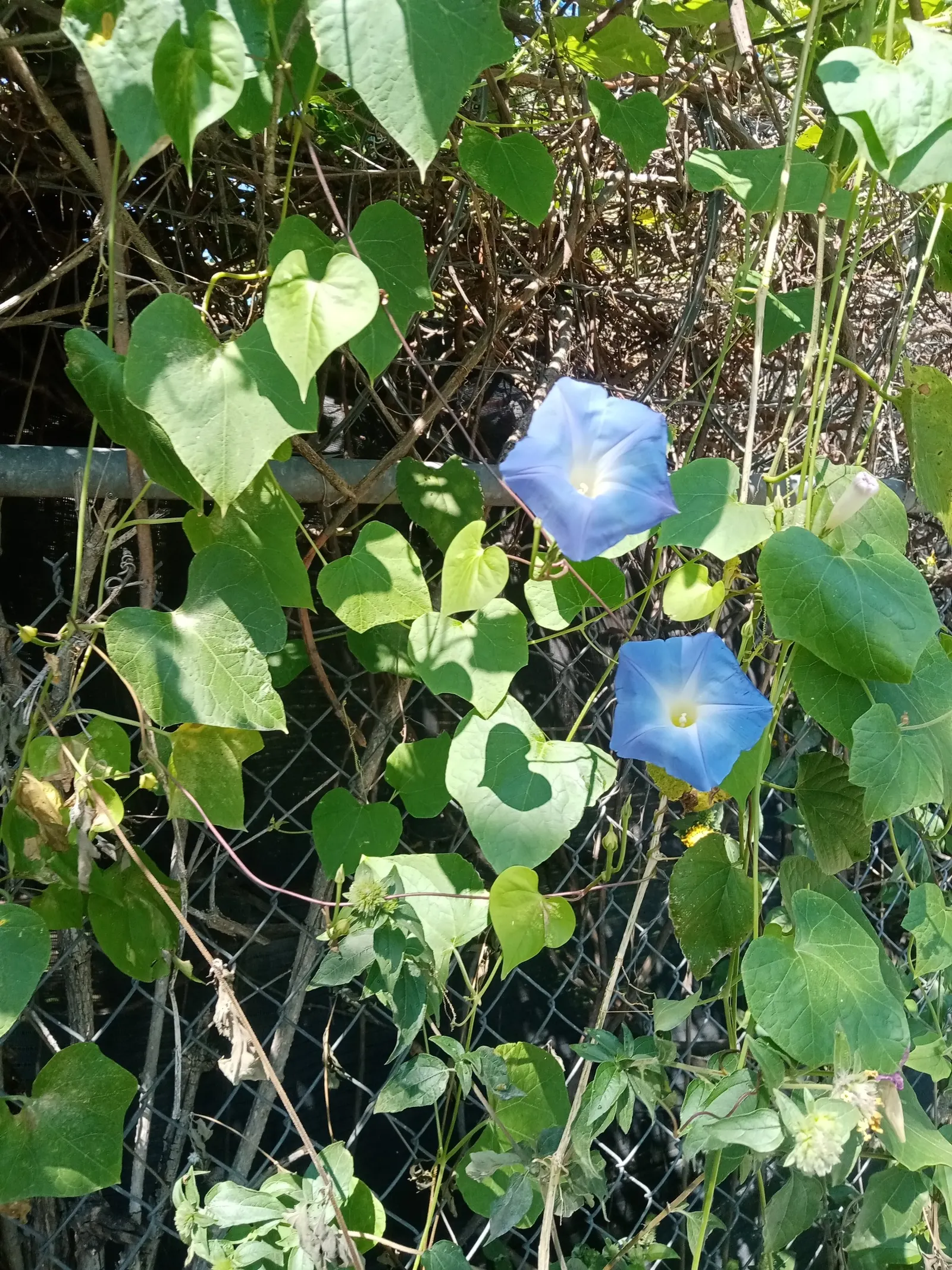 Morning Glory (Ipomoea Tricolor) — and can serve to obscure less desirable elements; if situated in cooler climates, they are best grown as annuals, image 82