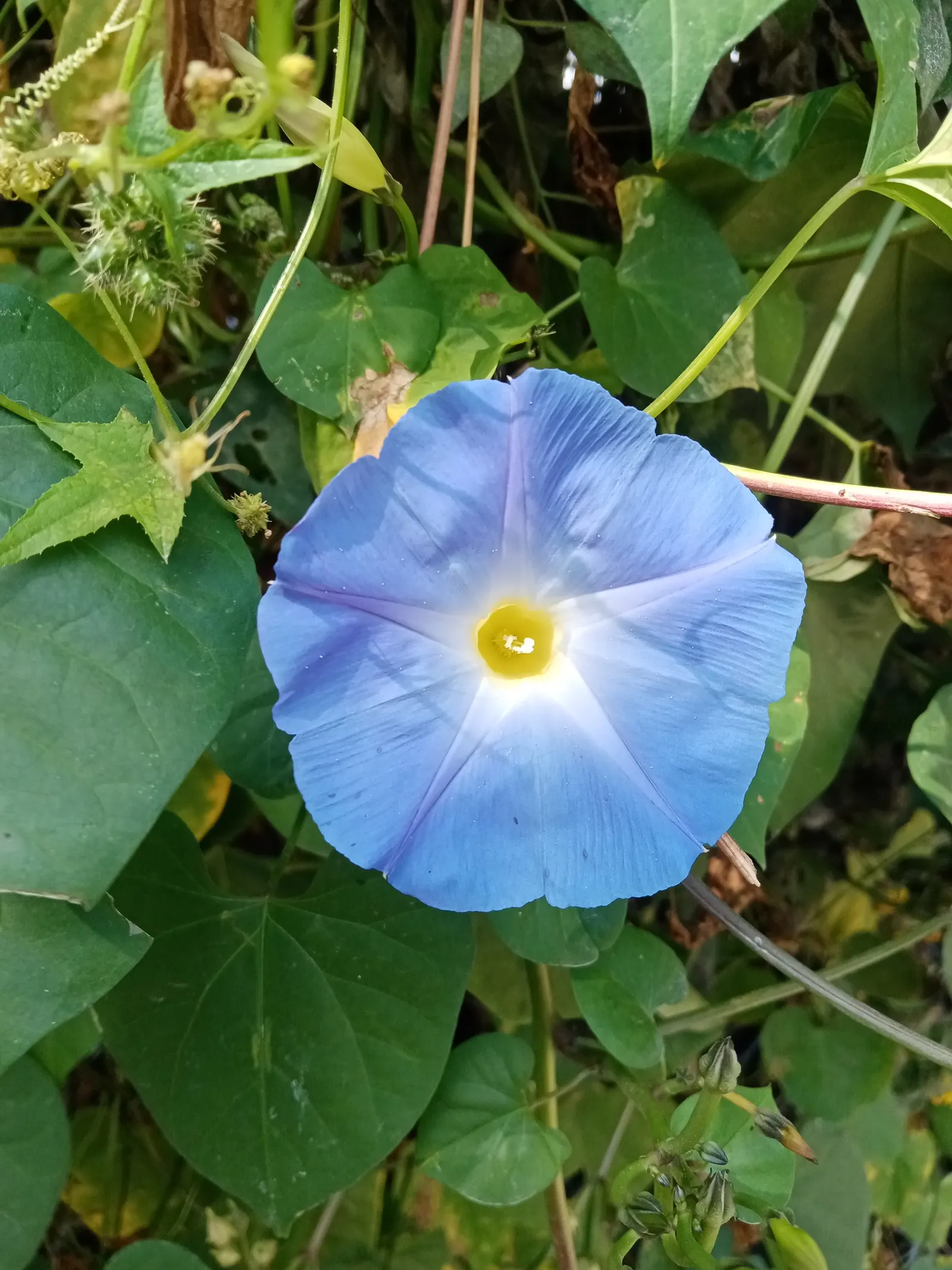 Morning Glory (Ipomoea Tricolor) — it's advisable to deadhead regularly and incorporate a balanced; vine with blue and lavender and multi-colored, image 79