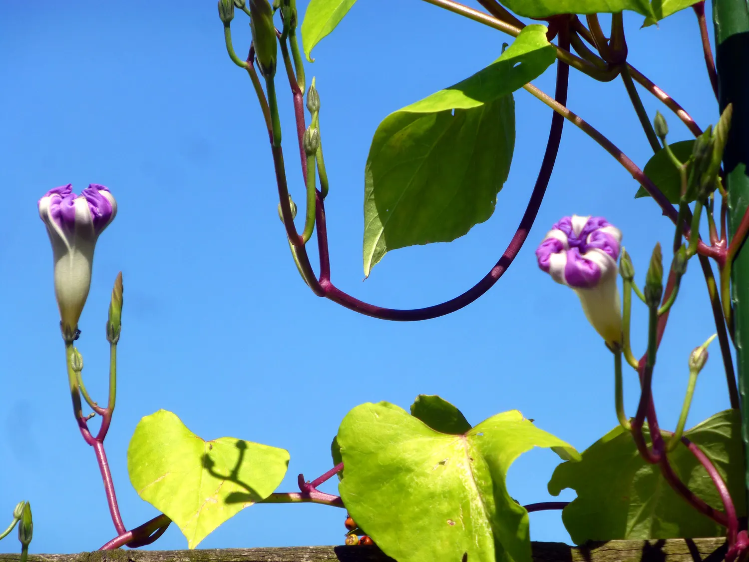 Morning Glory (Ipomoea Tricolor) — unfurl in the early morning to display hues of blue; note that seeds can be toxic if ingested, and the plant has invasive