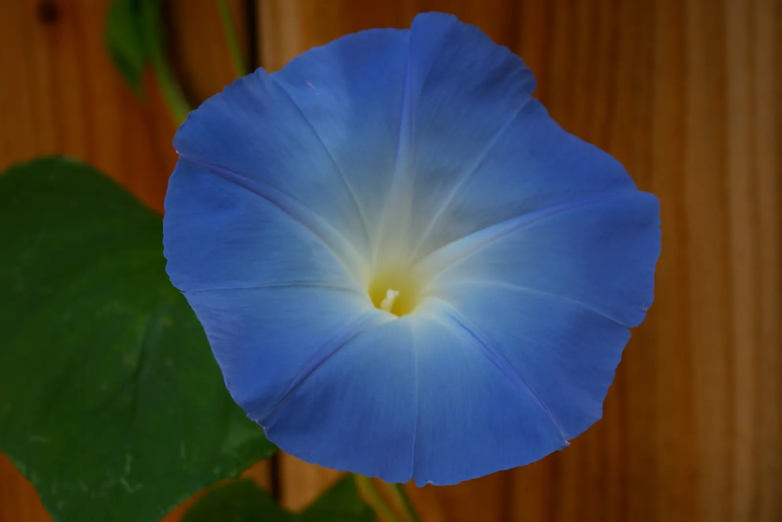 Morning Glory (Ipomoea Tricolor) — vine for full; it's key to monitor and control its spread to prevent any ecological impact, image 116