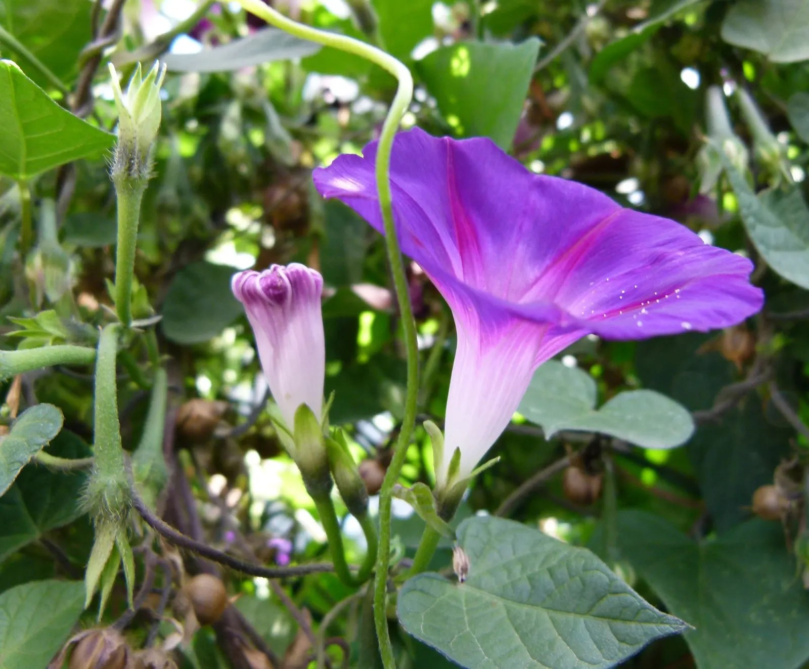 Morning Glory (Ipomoea Tricolor) — trumpet-shaped blooms that unfurl in the early morning hours; the Morning Glory (Ipomoea tricolor) is a, image 97