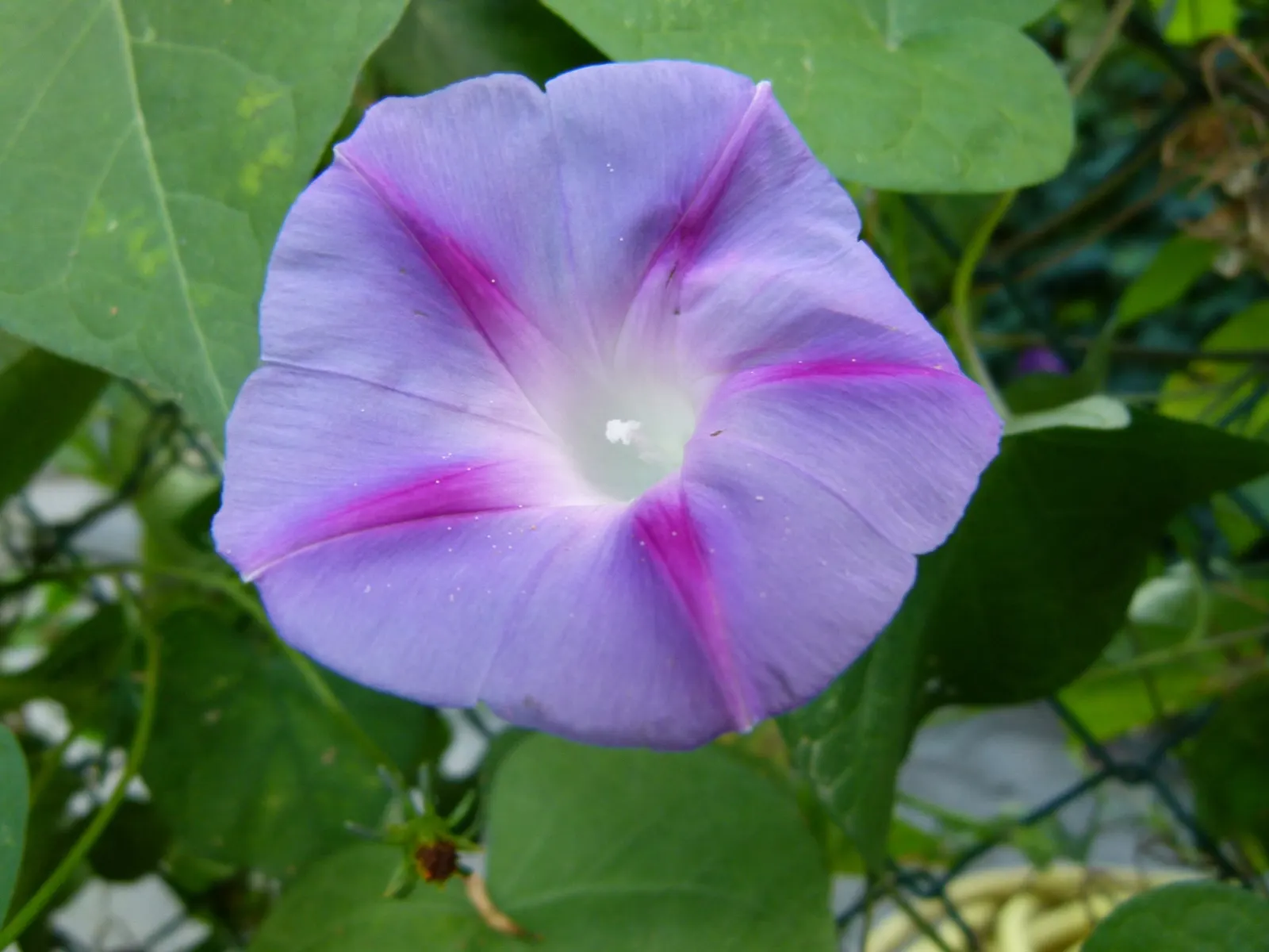 Morning Glory (Ipomoea Tricolor) — it requires well-draining soil and a structure to climb