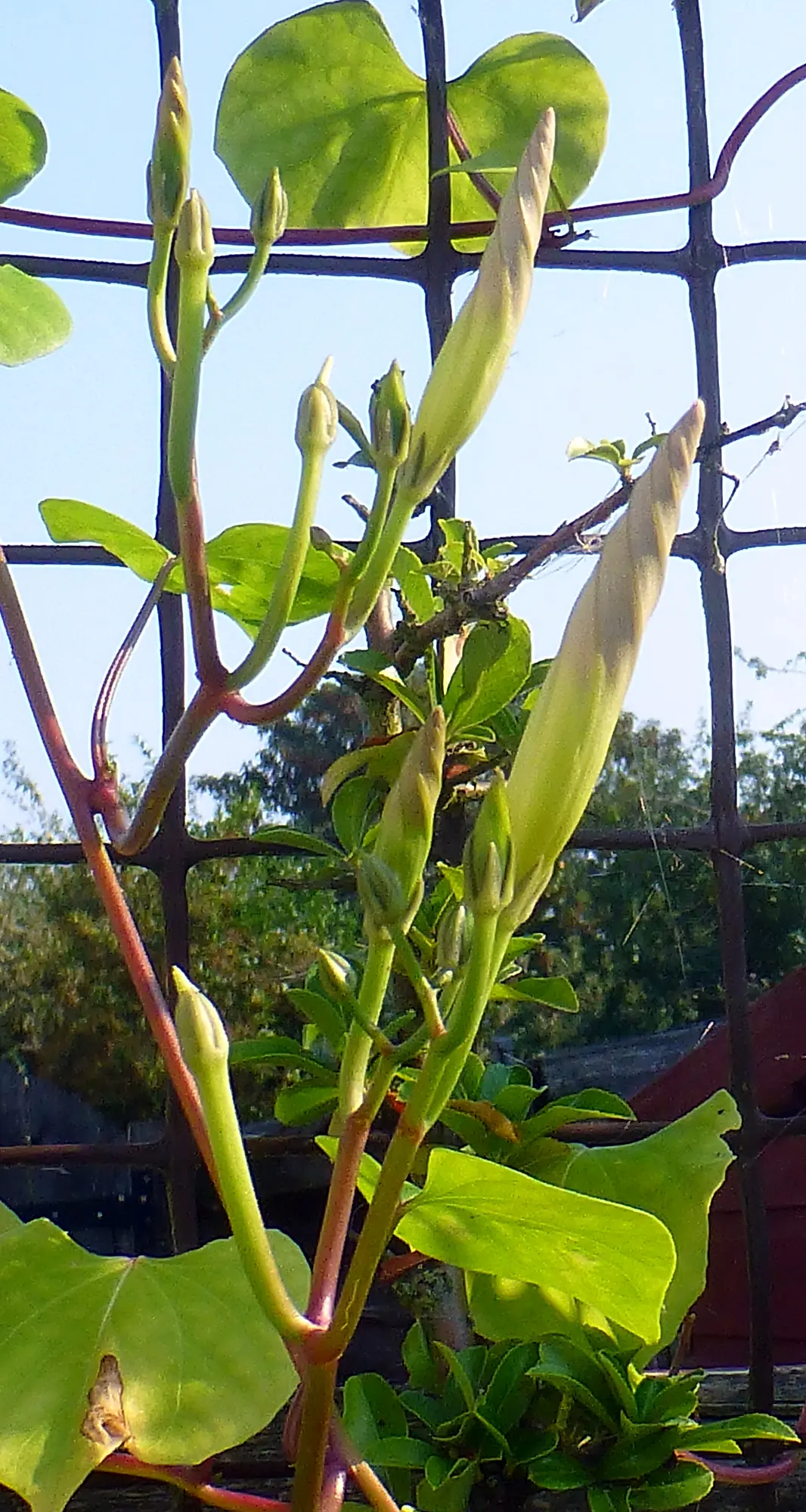 Morning Glory (Ipomoea Tricolor) — Morning Glories prefer temperatures between 64°F and 85°F; its heart-shaped green leaves create a lush backdrop