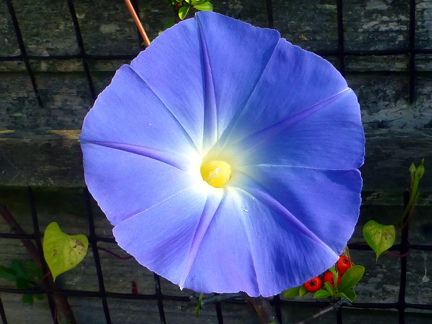 Morning Glory (Ipomoea Tricolor) — blue and lavender and multi-colored flowers in the garden