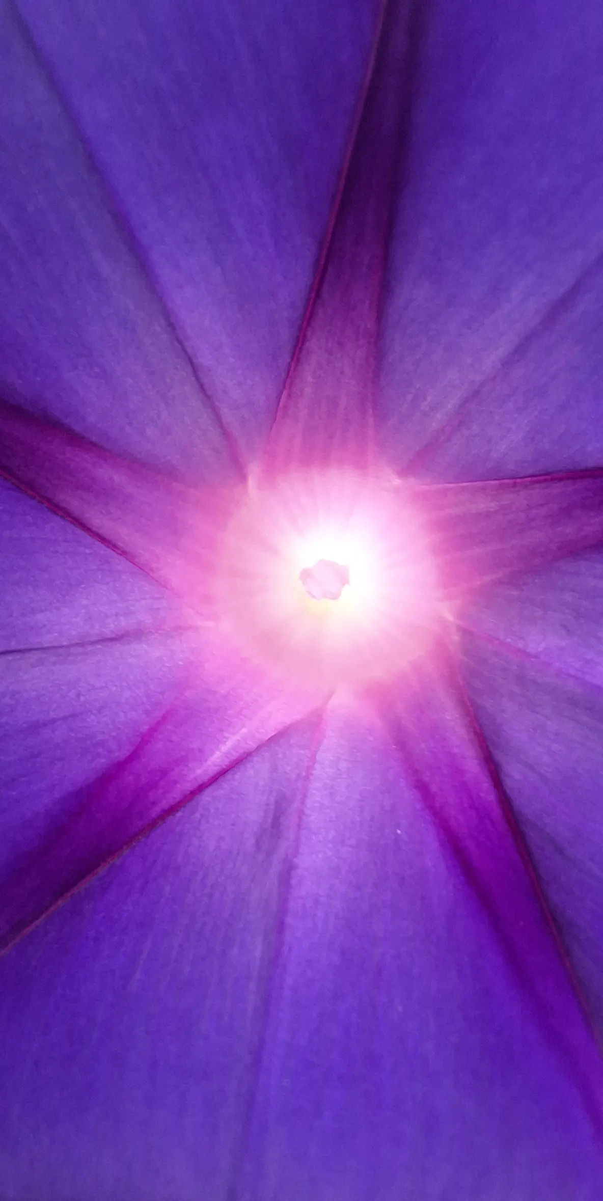 Morning Glory (Ipomoea Tricolor) — it's advisable to deadhead regularly and incorporate a balanced; vine with blue and lavender and multi-colored blooms