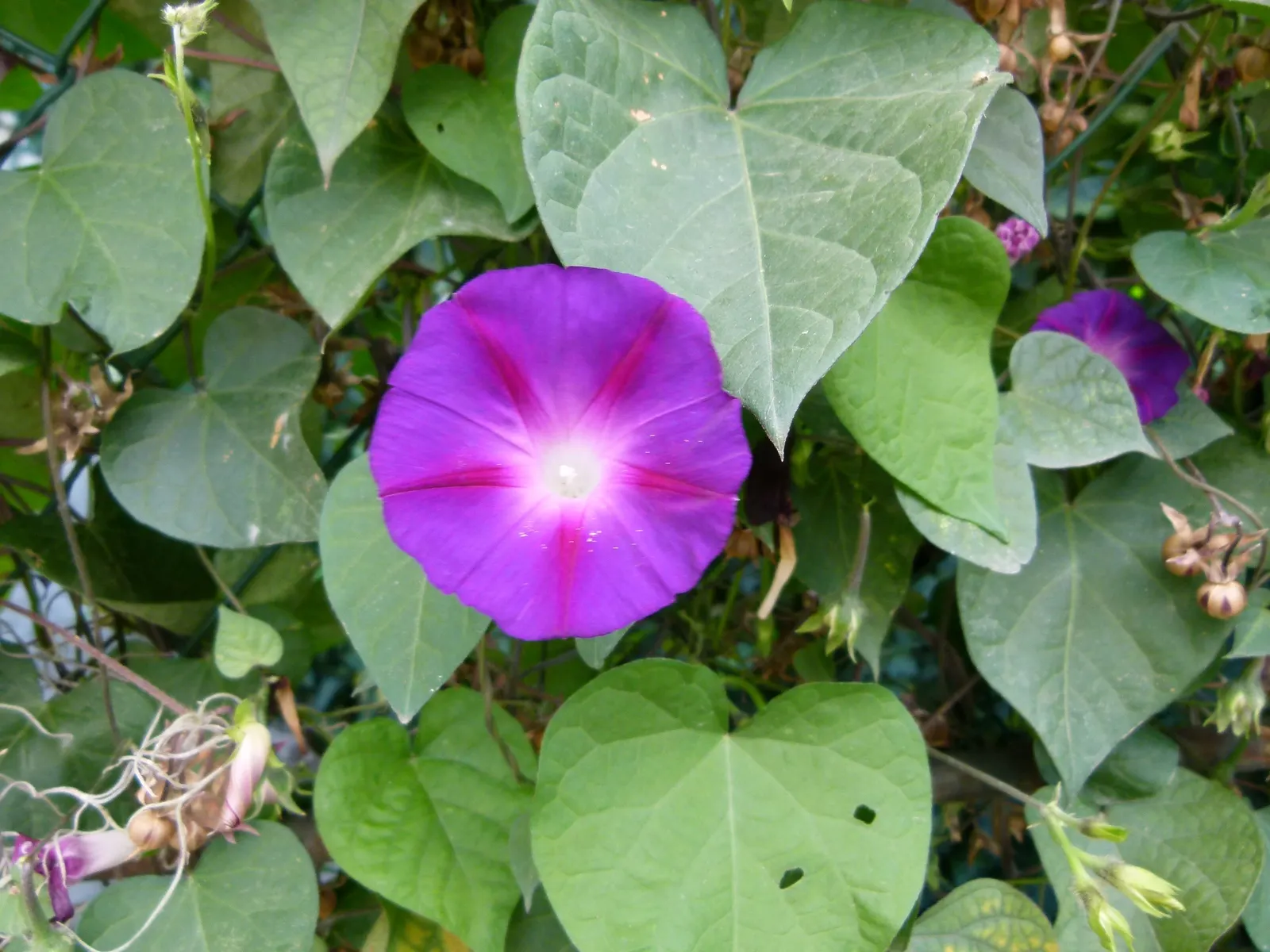 Morning Glory (Ipomoea Tricolor) — A cherished addition to any garden; full sun exposure is ideal for maximum flowering, but the plant will, image 69