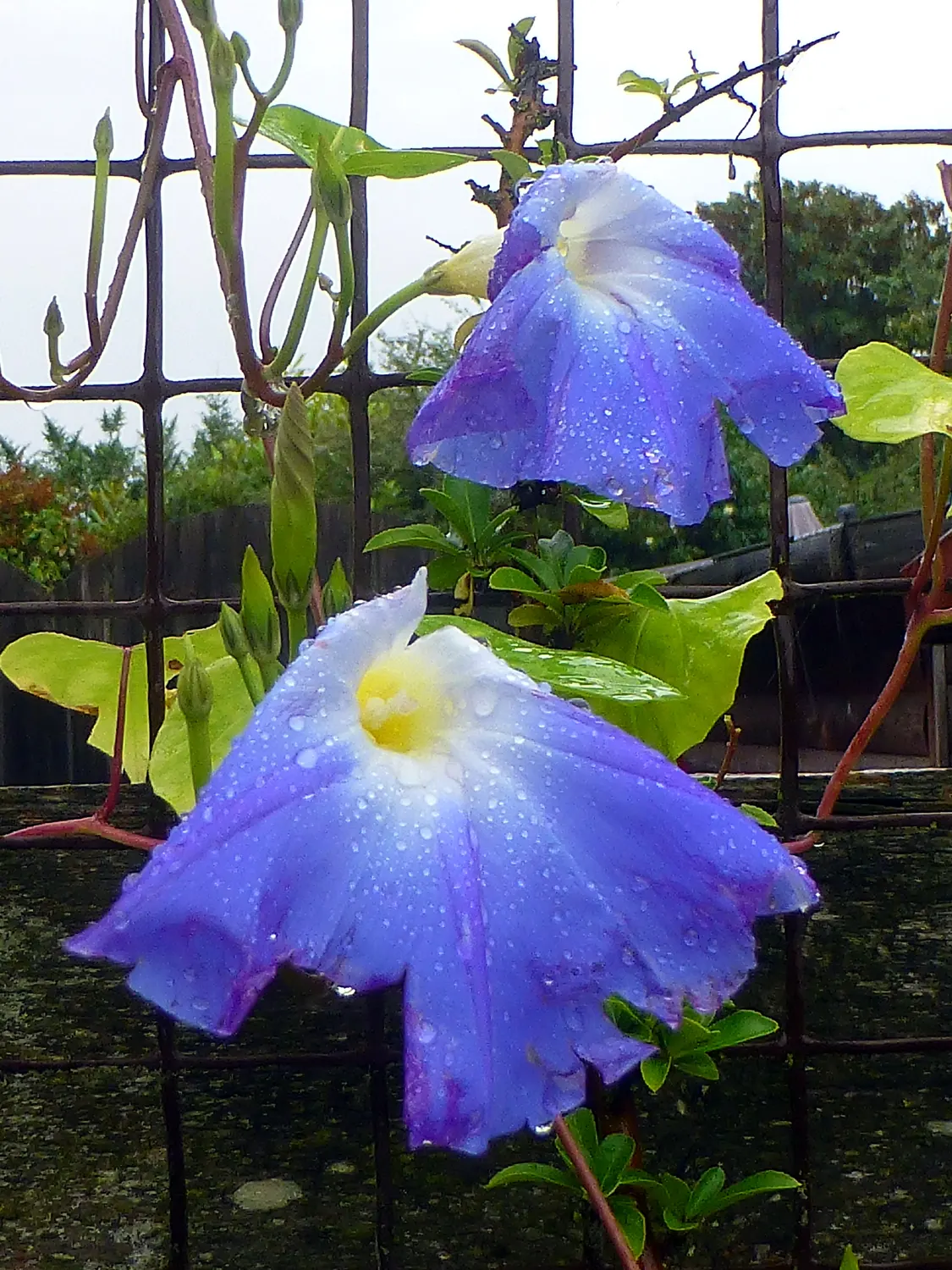 Morning Glory (Ipomoea Tricolor) — Full sun exposure is ideal for maximum flowering, but the plant will tolerate light shade