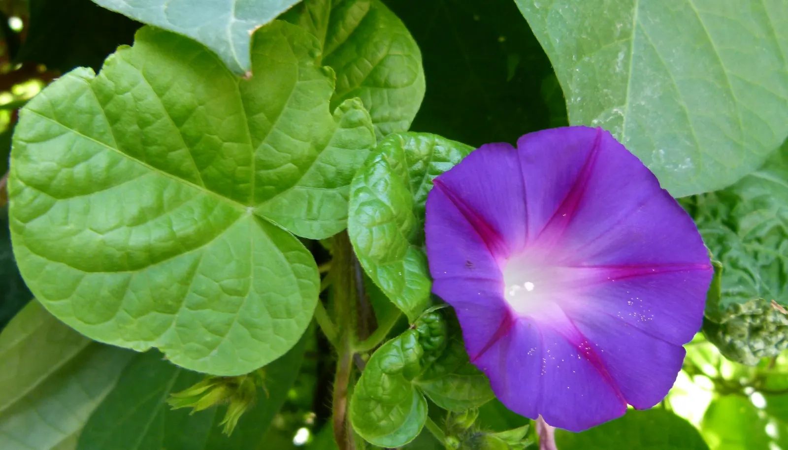 Morning Glory (Ipomoea Tricolor) — Note that seeds can be toxic if ingested, and the plant has invasive tendencies in some regions; blue and lavender and