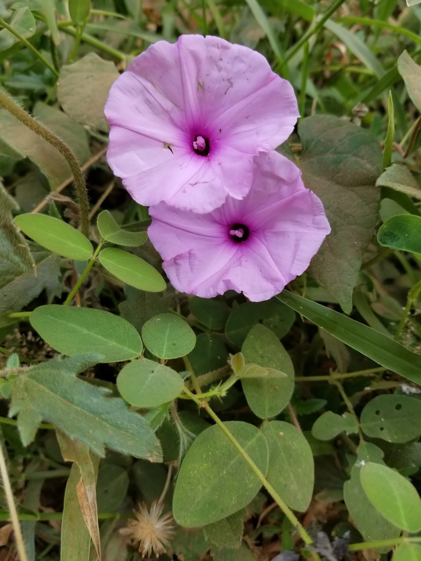 Morning Glory (Ipomoea Tricolor) — it requires well-draining soil and a structure to climb; weekly watering is recommended, image 94