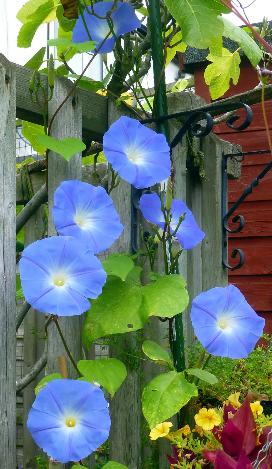 Morning Glory (Ipomoea Tricolor) — reaching heights of up to 10 feet