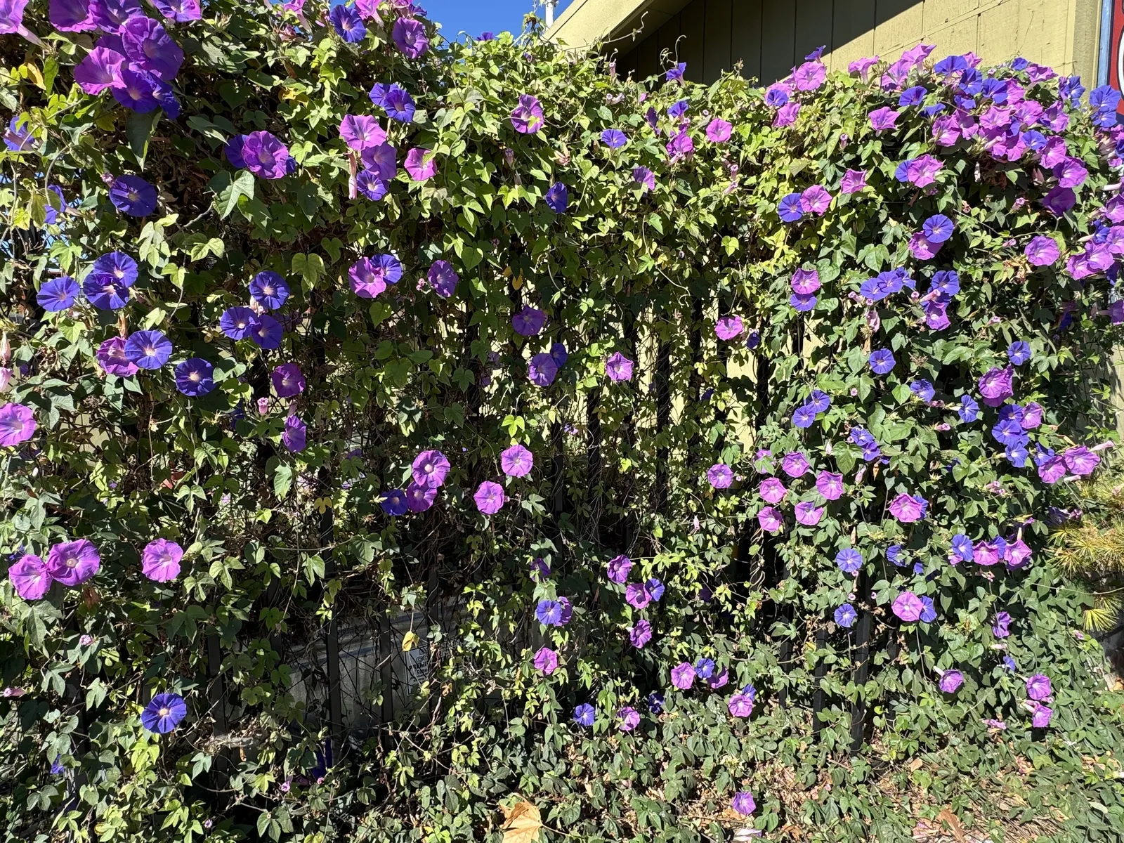 Morning Glory (Ipomoea Tricolor) — Morning Glories prefer temperatures between 64&deg;F and 85&deg;F