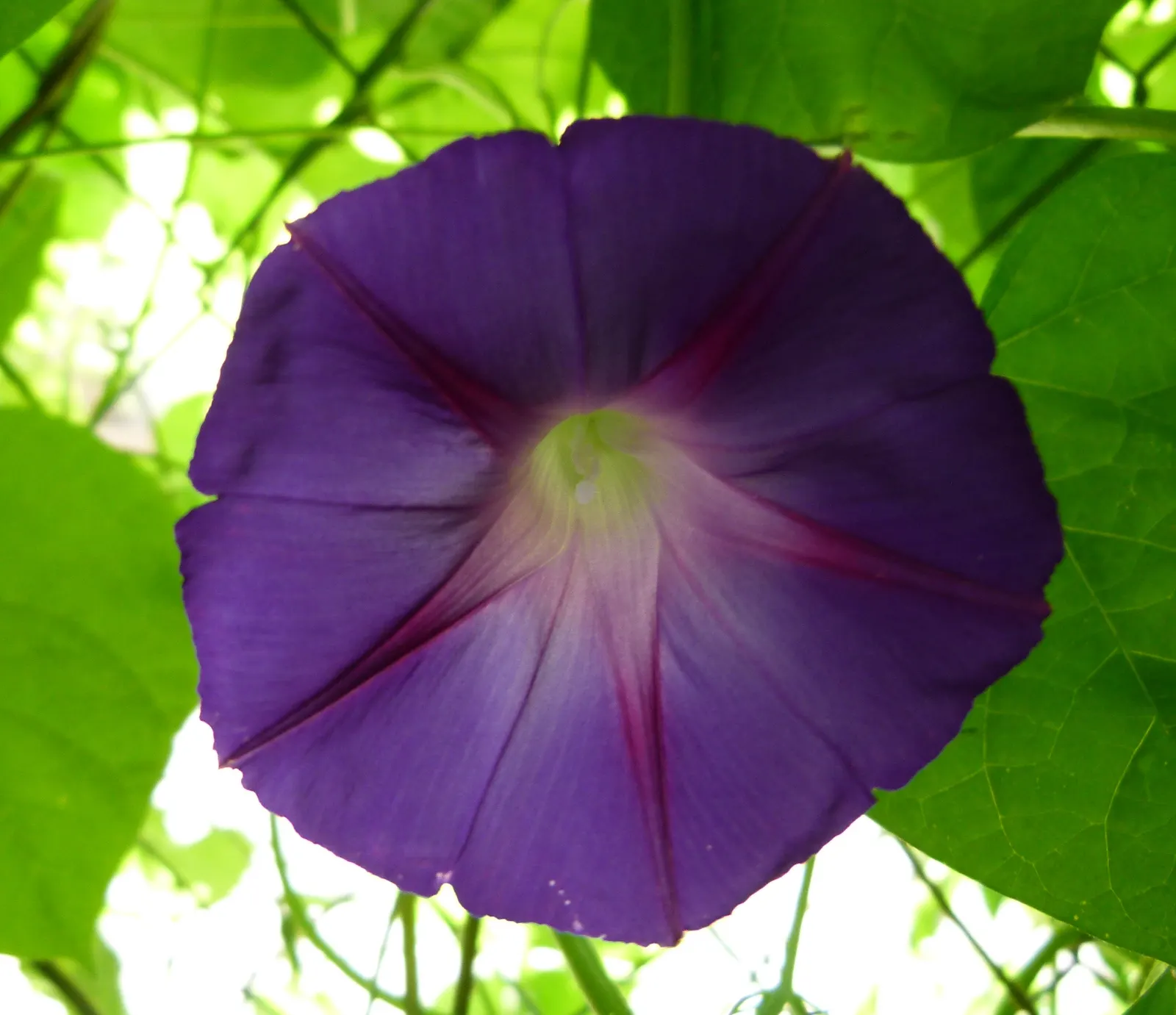 Morning Glory (Ipomoea Tricolor) — Full sun exposure is ideal for maximum flowering, but the plant will tolerate light shade; slow-release fertilizer monthly