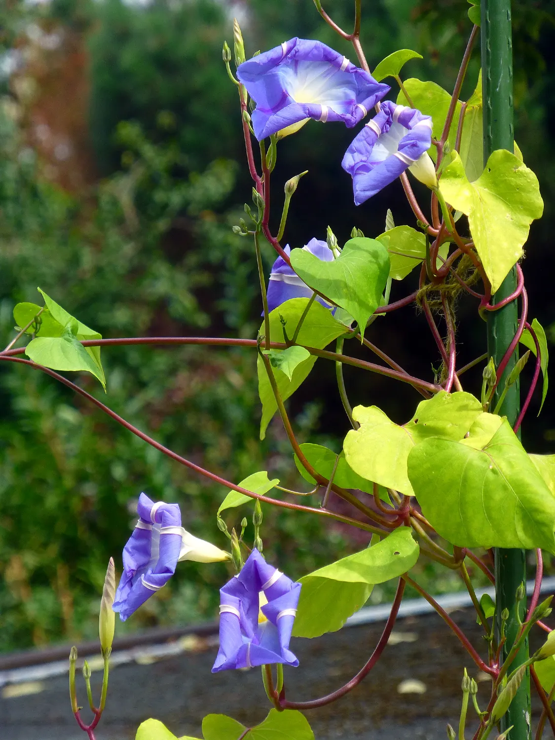 Morning Glory (Ipomoea Tricolor) — The Morning Glory (Ipomoea tricolor) is a captivating and versatile annual vine known for its stunning; renowned for its