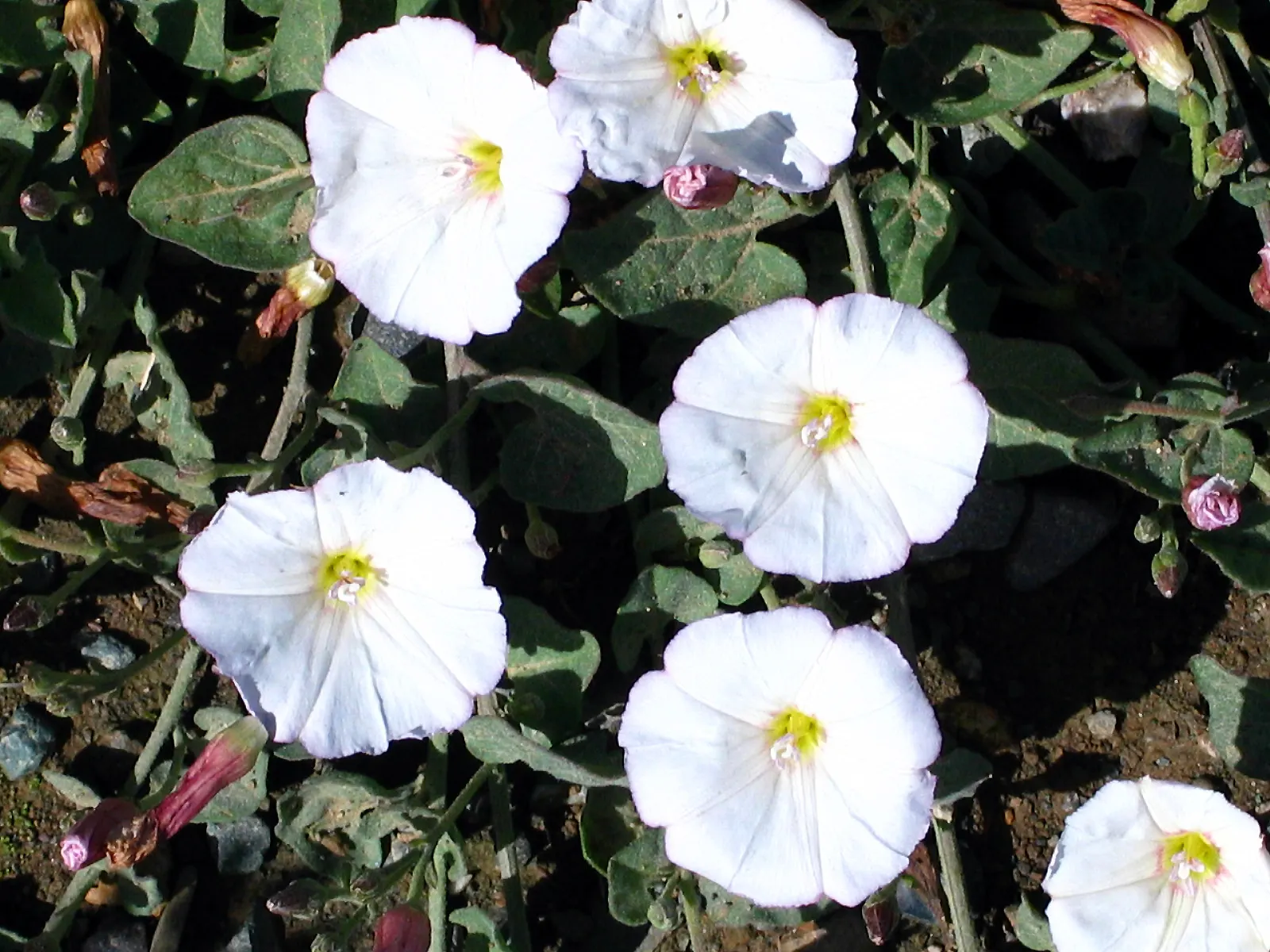 Morning Glory (Ipomoea Tricolor) — Weekly watering is recommended; vine for full, image 75