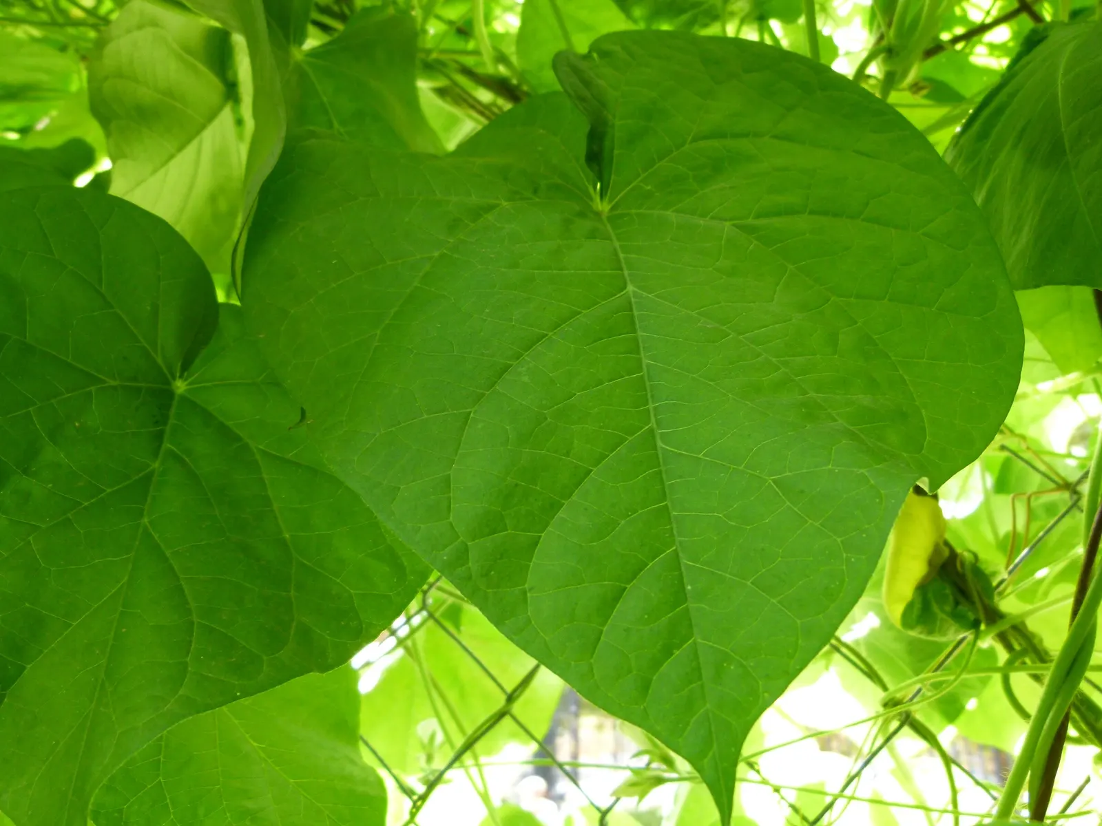 Morning Glory (Ipomoea Tricolor) — it requires well-draining soil and a structure to climb; weekly watering is recommended