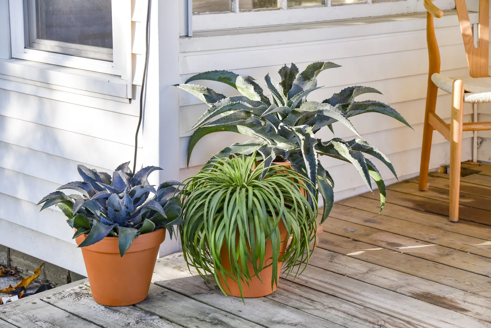 'Bad Hair Day' Mangave (Mangave hybrid) — More water tolerant than typical succulents, but benefits from good drainage