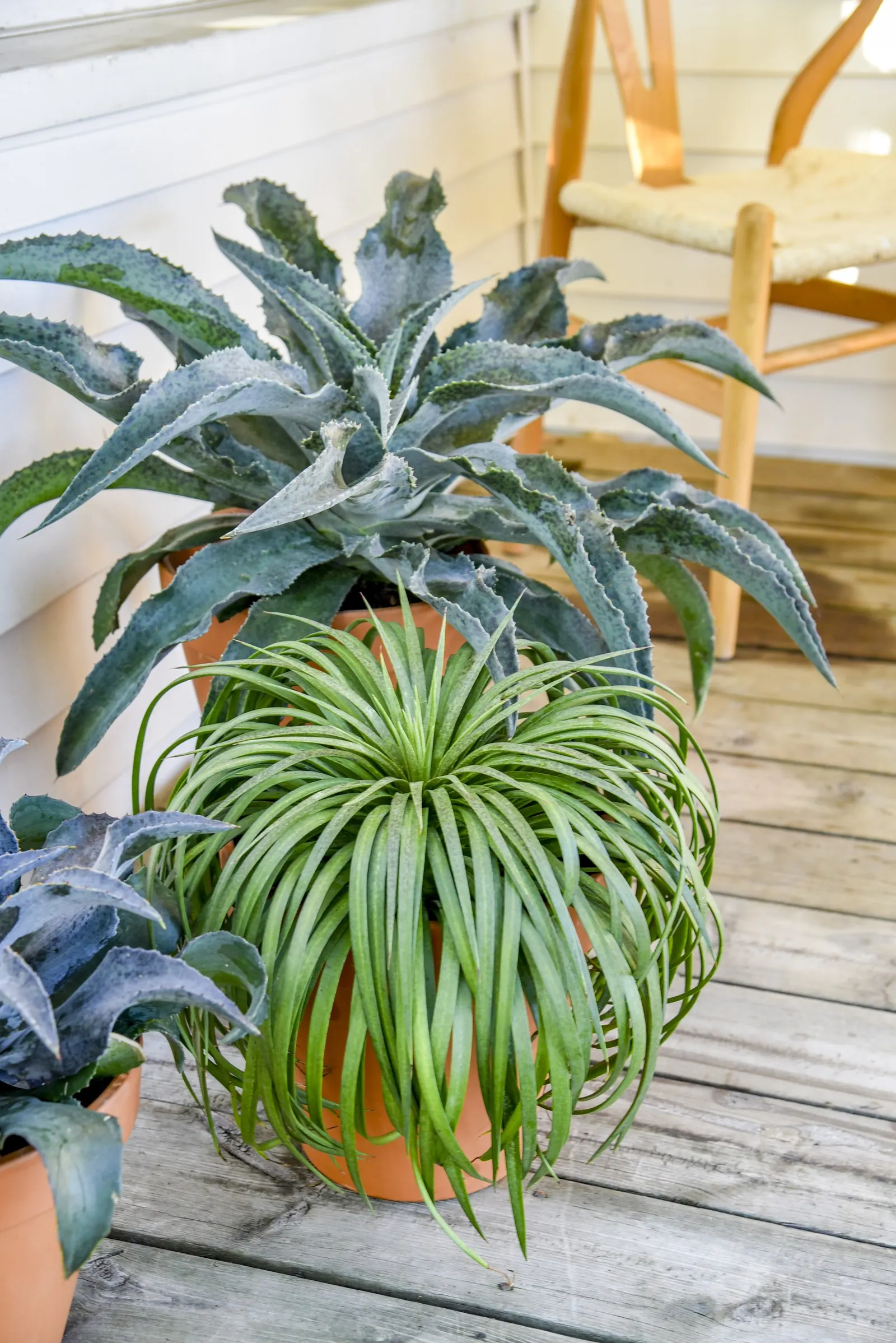 'Bad Hair Day' Mangave (Mangave hybrid) — Narrow, flat lime green leaves that form an arching habit; more water tolerant than typical succulents, but benefits