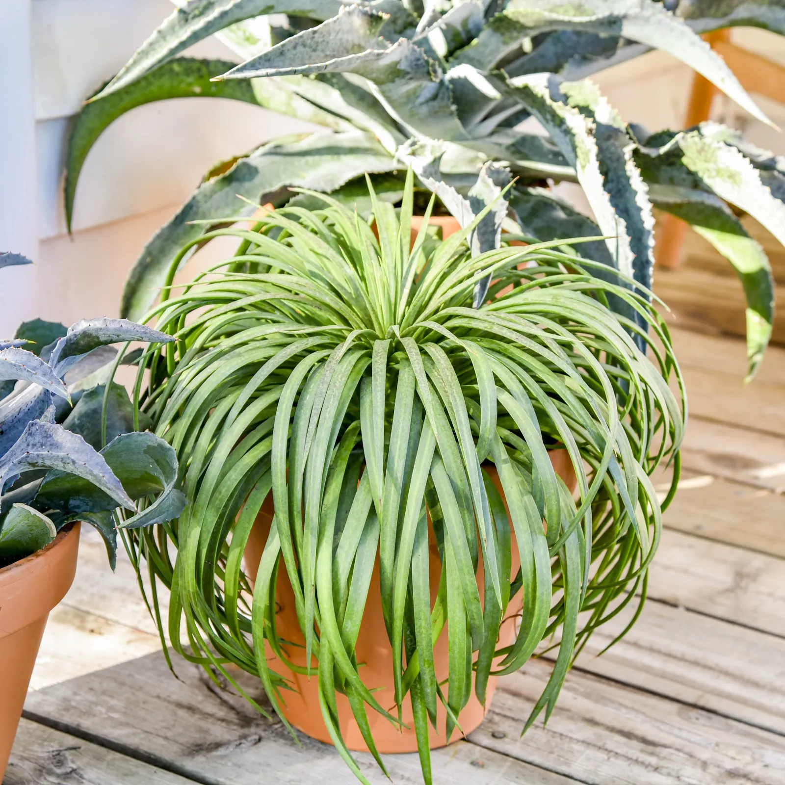 'Bad Hair Day' Mangave (Mangave hybrid) — Proven Winners - Art & Sol® 'Bad Hair Day' - Mangave hybrid plant details, information and resources