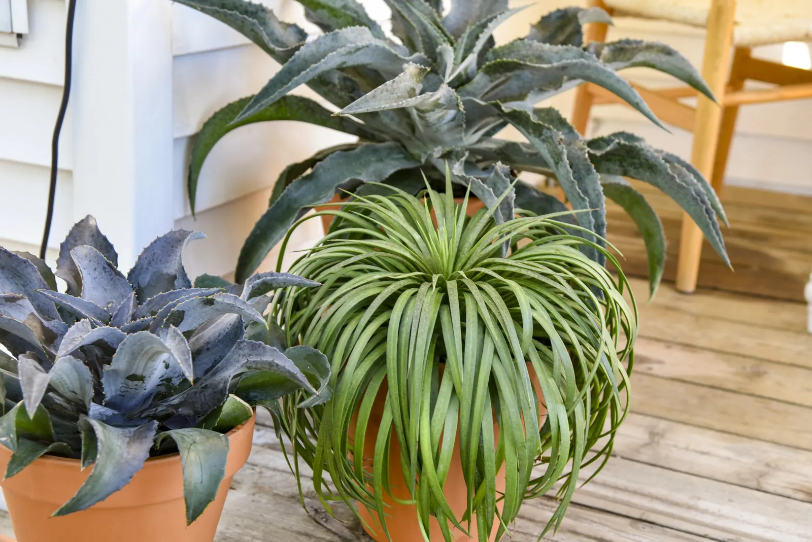 'Bad Hair Day' Mangave (Mangave hybrid) — Use in full sun to bring out the brightest foliage color