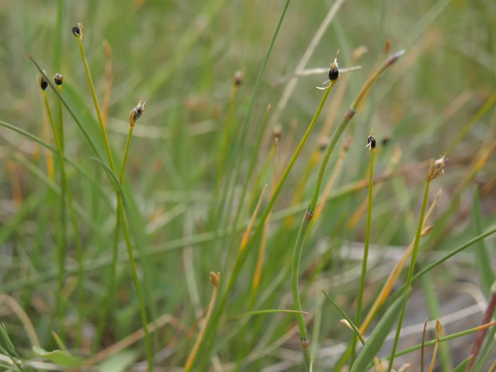 Miniature Sedge (Carex Conica 'The Beatles') — This miniature sedge thrives in zones 5-9