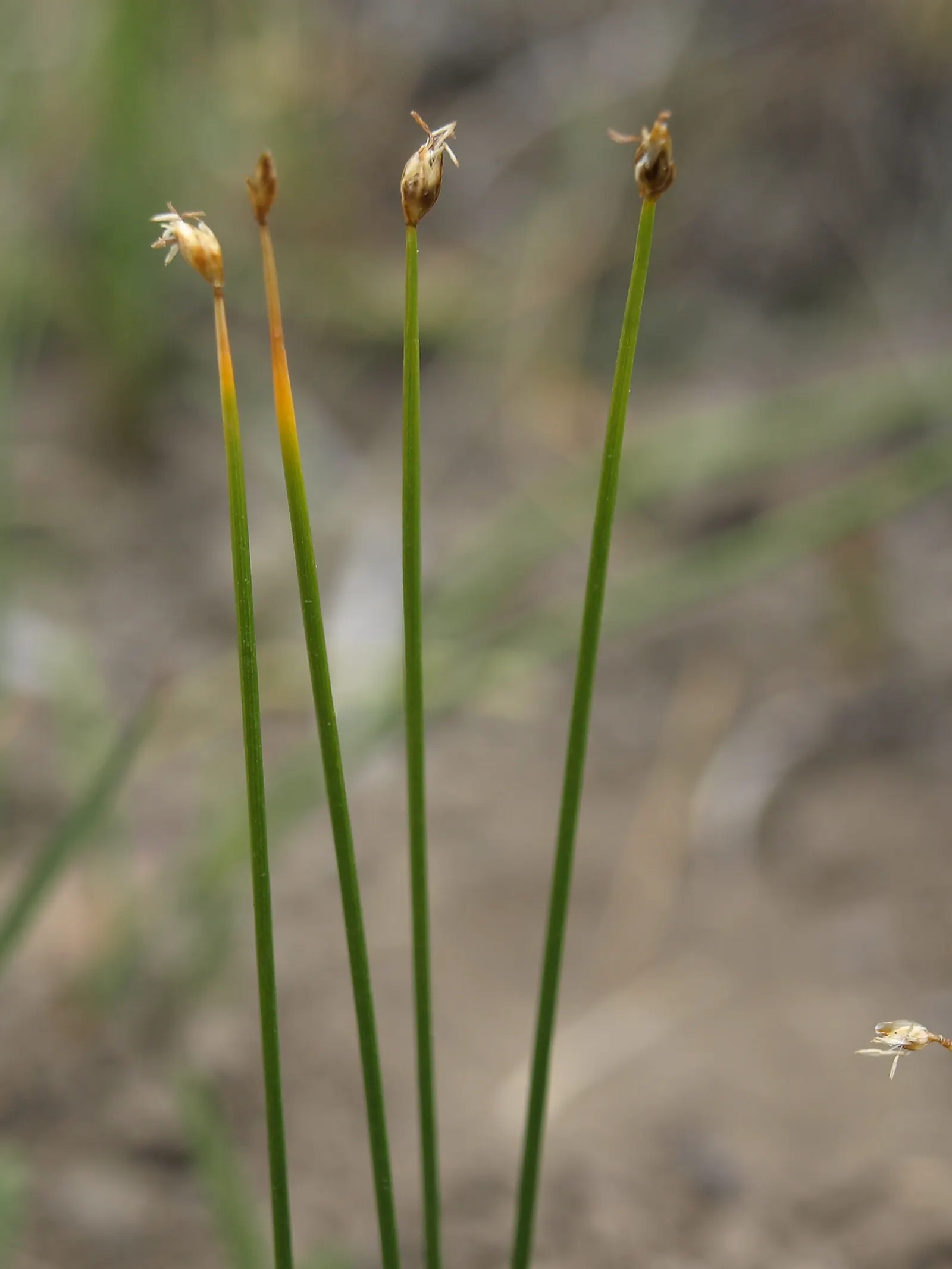 Miniature Sedge (Carex Conica 'The Beatles') — green foliage that gently weeps