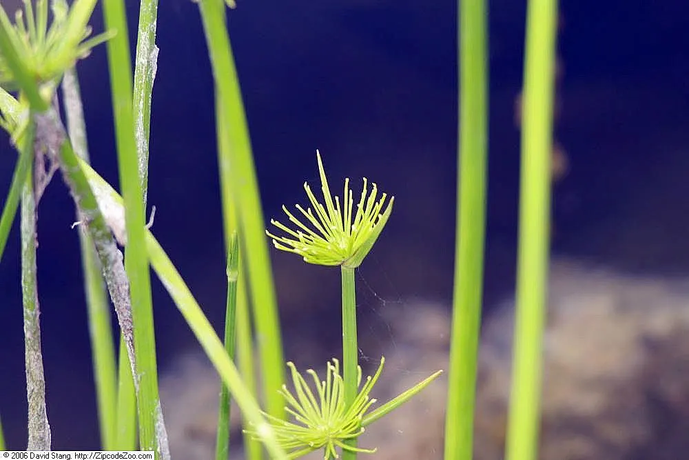 Miniature Sedge (Carex Conica 'The Beatles') — Carex conica 'The Beatles' is a compact ornamental grass with fine-textured