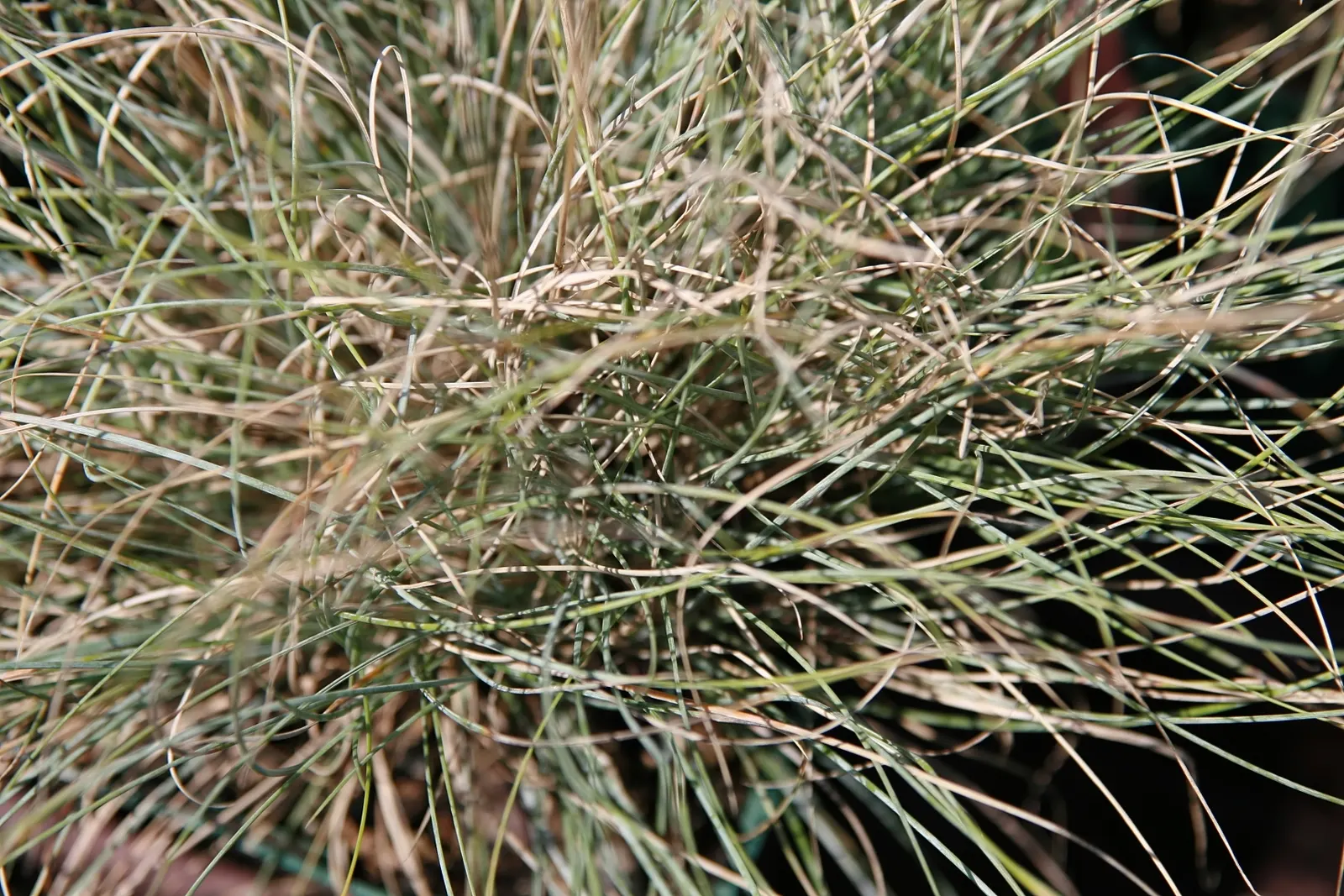 Boulder Blue Fescue (Festuca 'Boulder Blue') — Adds textural contrast and year-round color to rock gardens and borders