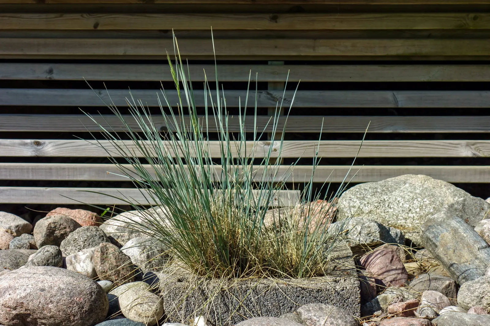 Boulder Blue Fescue (Festuca 'Boulder Blue') — This perennial clump-forming grass reaches a height and spread of about 6-10 inches