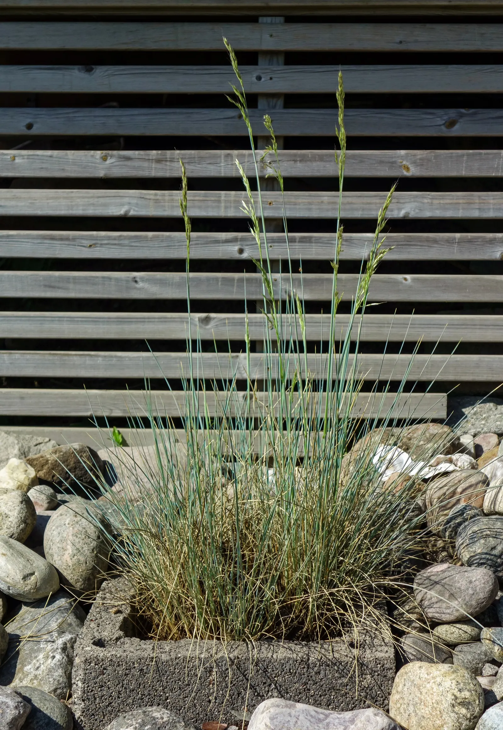 Boulder Blue Fescue (Festuca 'Boulder Blue') — Hardy in zones 4-8 and deer-resistant, an excellent choice for low-maintenance landscapes