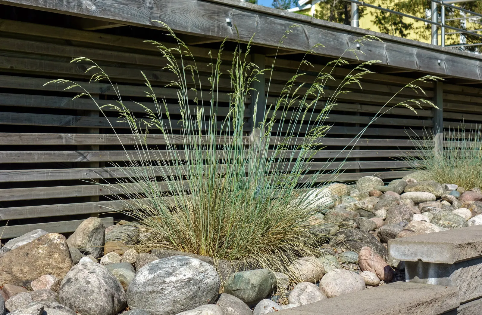 Boulder Blue Fescue (Festuca 'Boulder Blue') — Drought-resistant and easy-to-maintain, it thrives in full sun to part shade and well-drained soil