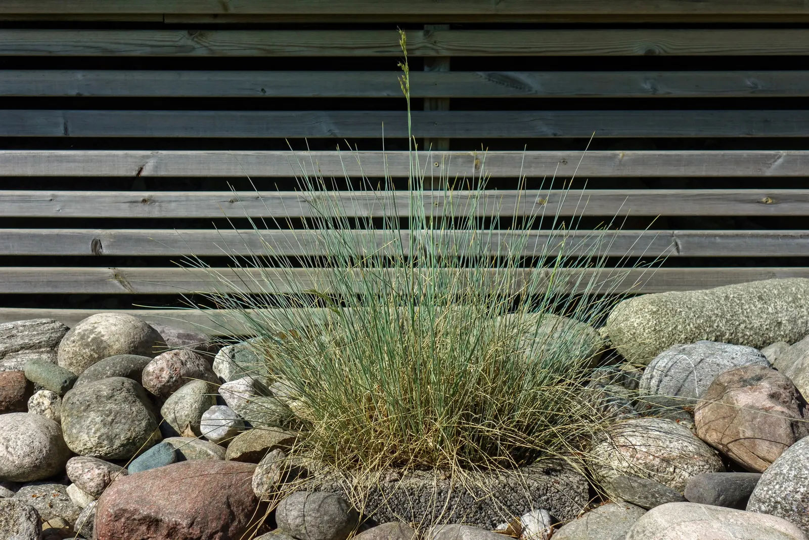 Boulder Blue Fescue (Festuca 'Boulder Blue') — Boulder Blue Fescue (Festuca 'Boulder Blue') is a striking ornamental grass with vibrant steel-blue foliage