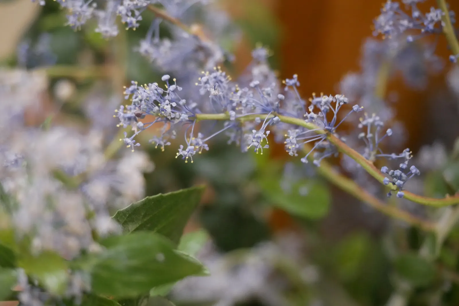 Chaparral Whitethorn (Ceanothus Leucodermis) — It boasts glossy green leaves and clusters of fragrant, pale blue to white flowers in spring