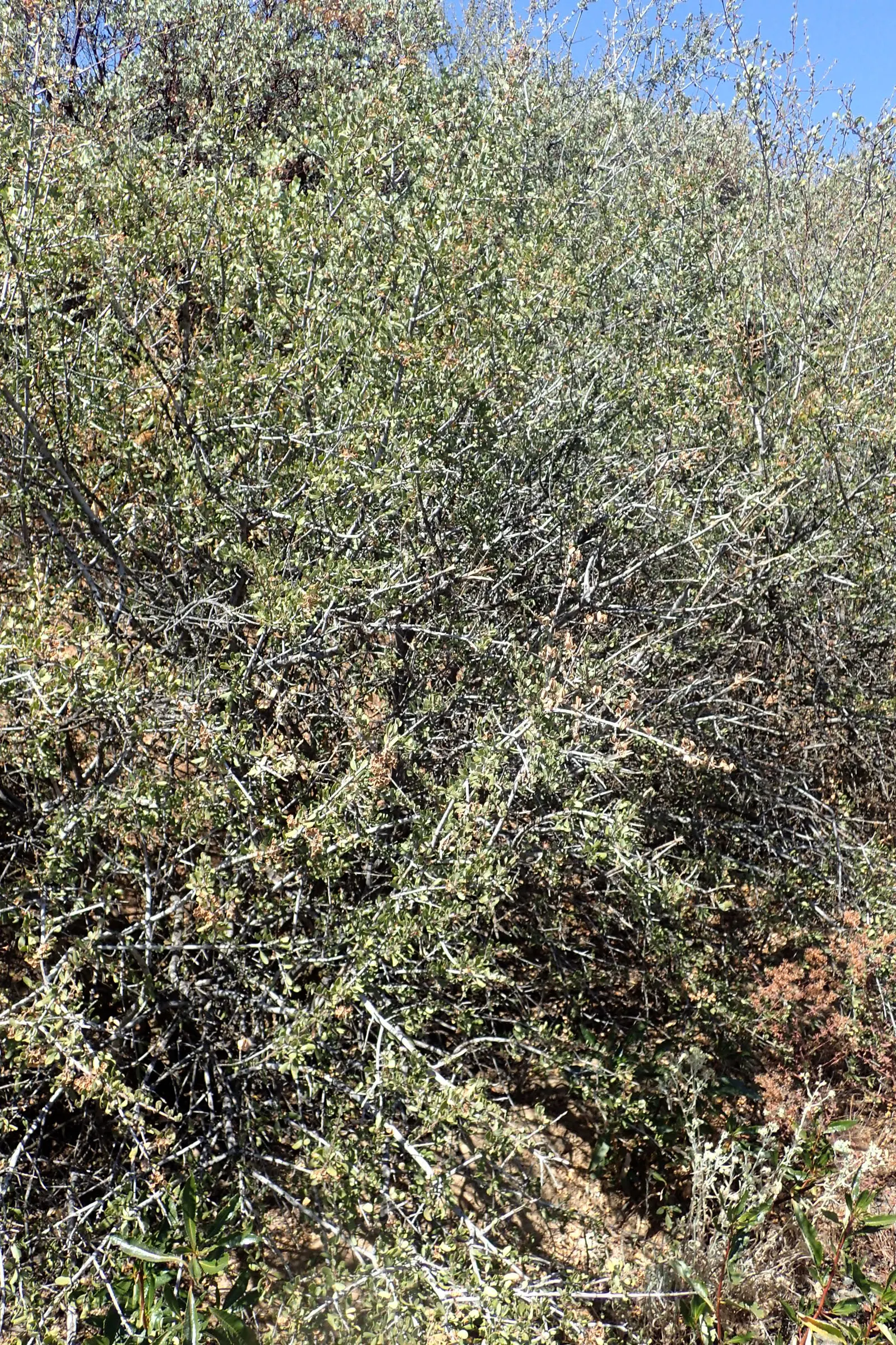 Chaparral Whitethorn (Ceanothus Leucodermis) — pale to deep blue flowers