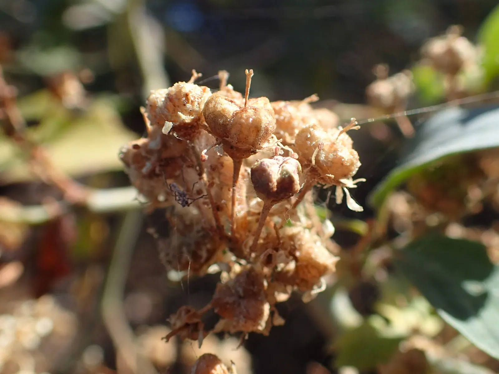 Chaparral Whitethorn (Ceanothus Leucodermis) — It thrives in full sun, well-drained soils, and is drought-resistant once established