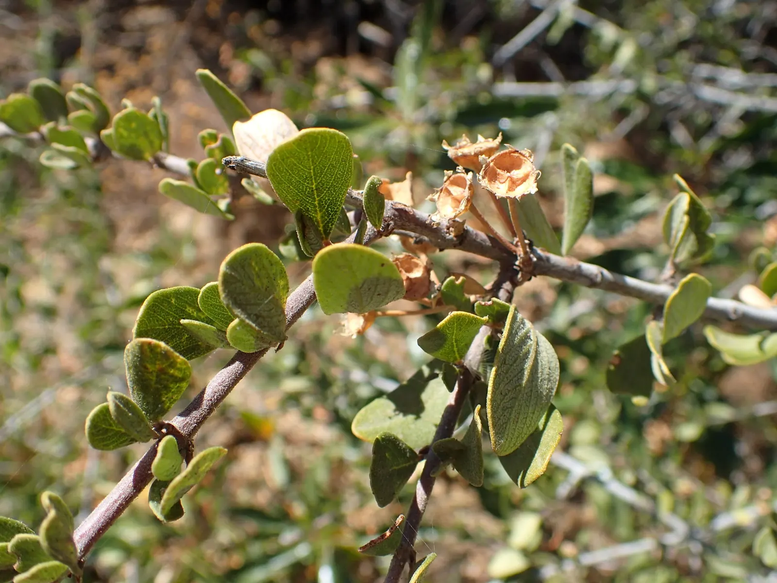 Chaparral Whitethorn (Ceanothus Leucodermis) — scientifically named Ceanothus leucodermis