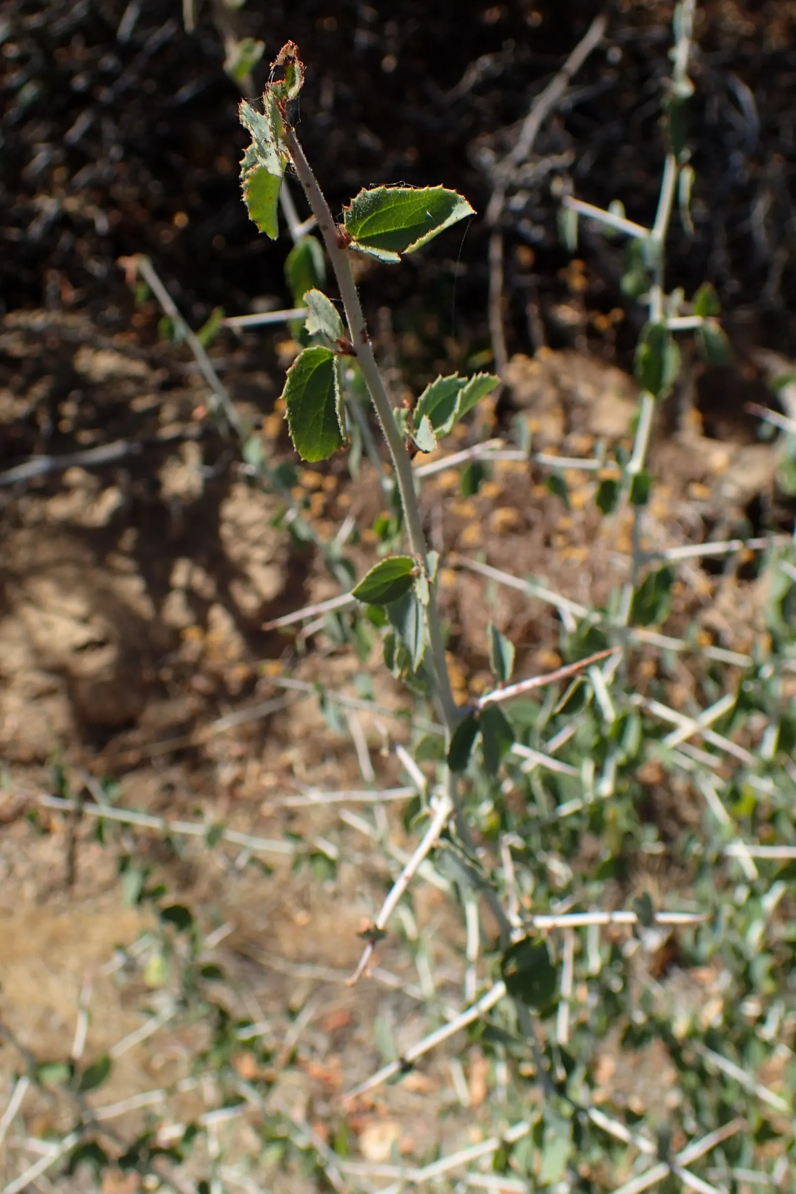 Chaparral Whitethorn (Ceanothus Leucodermis) — graces gardens with its rugged elegance and resilience