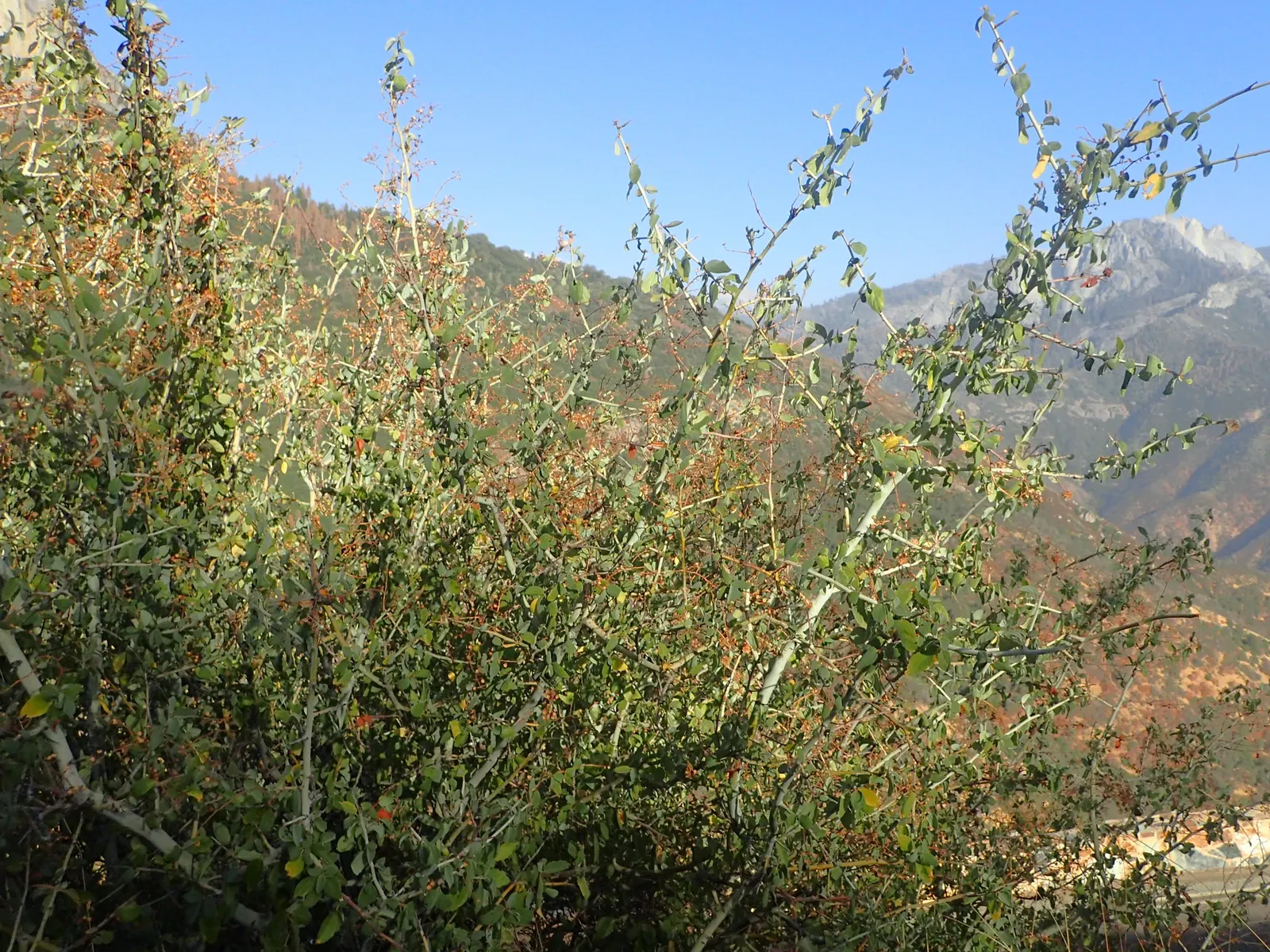 Chaparral Whitethorn (Ceanothus Leucodermis) — Ideal for adding texture and attracting pollinators to xeriscaped gardens