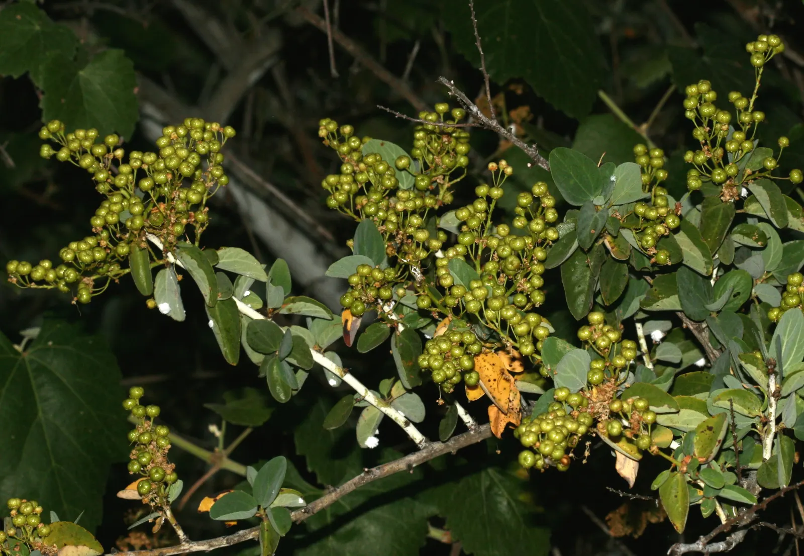 Chaparral Whitethorn (Ceanothus Leucodermis) — This hardy plant typically reaches 6-12 feet in height and spreads equally wide