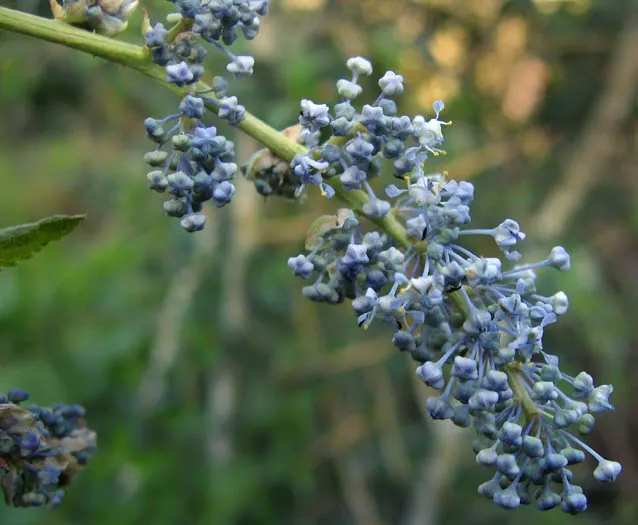 Chaparral Whitethorn (Ceanothus Leucodermis) — The Chaparral Whitethorn (Ceanothus leucodermis) is an evergreen shrub, native to California's coastal ranges