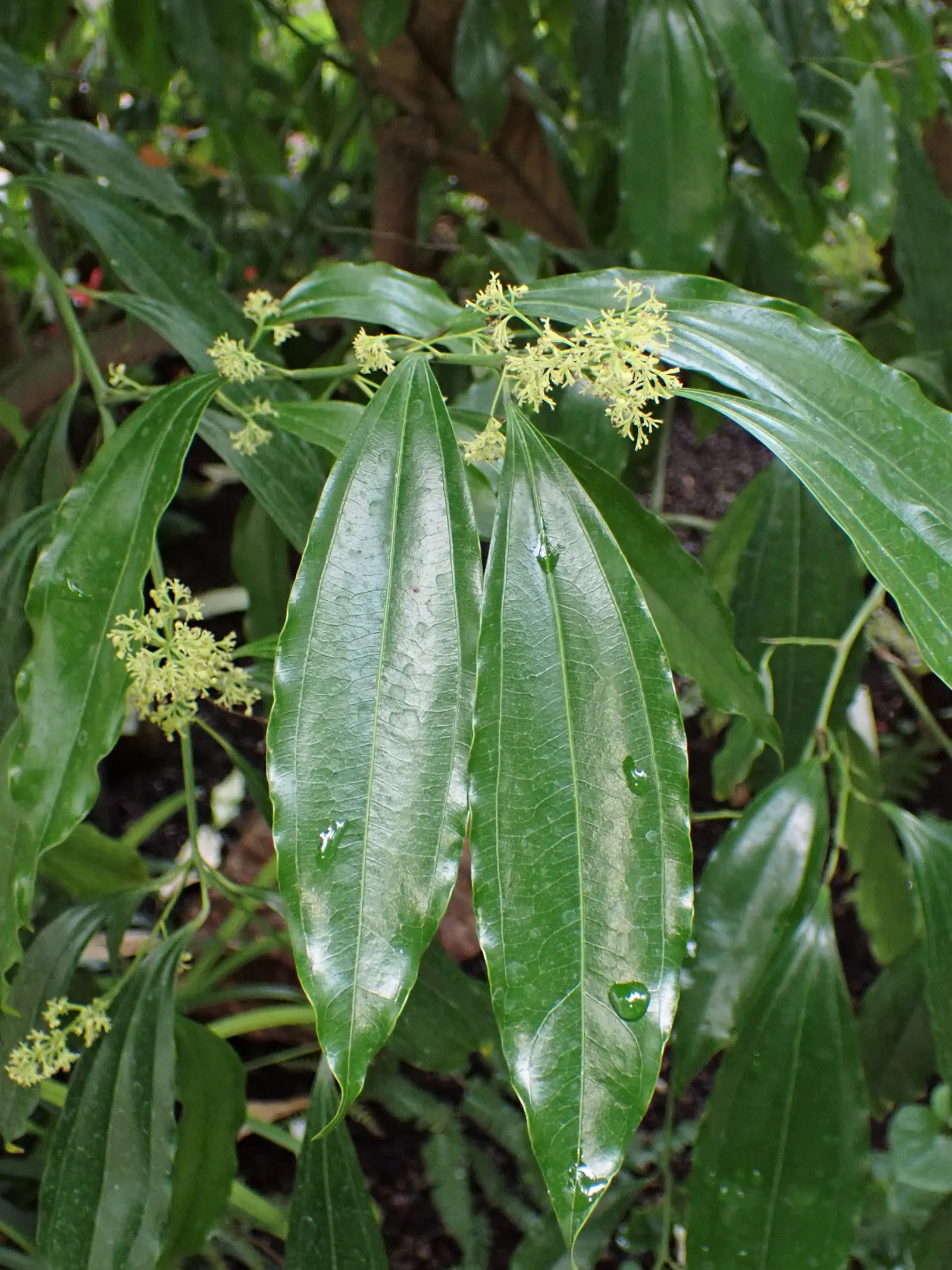 Laurel Leaf Snail Seed (Cocculus Laurifolius) — This plant is especially noted for its glossy