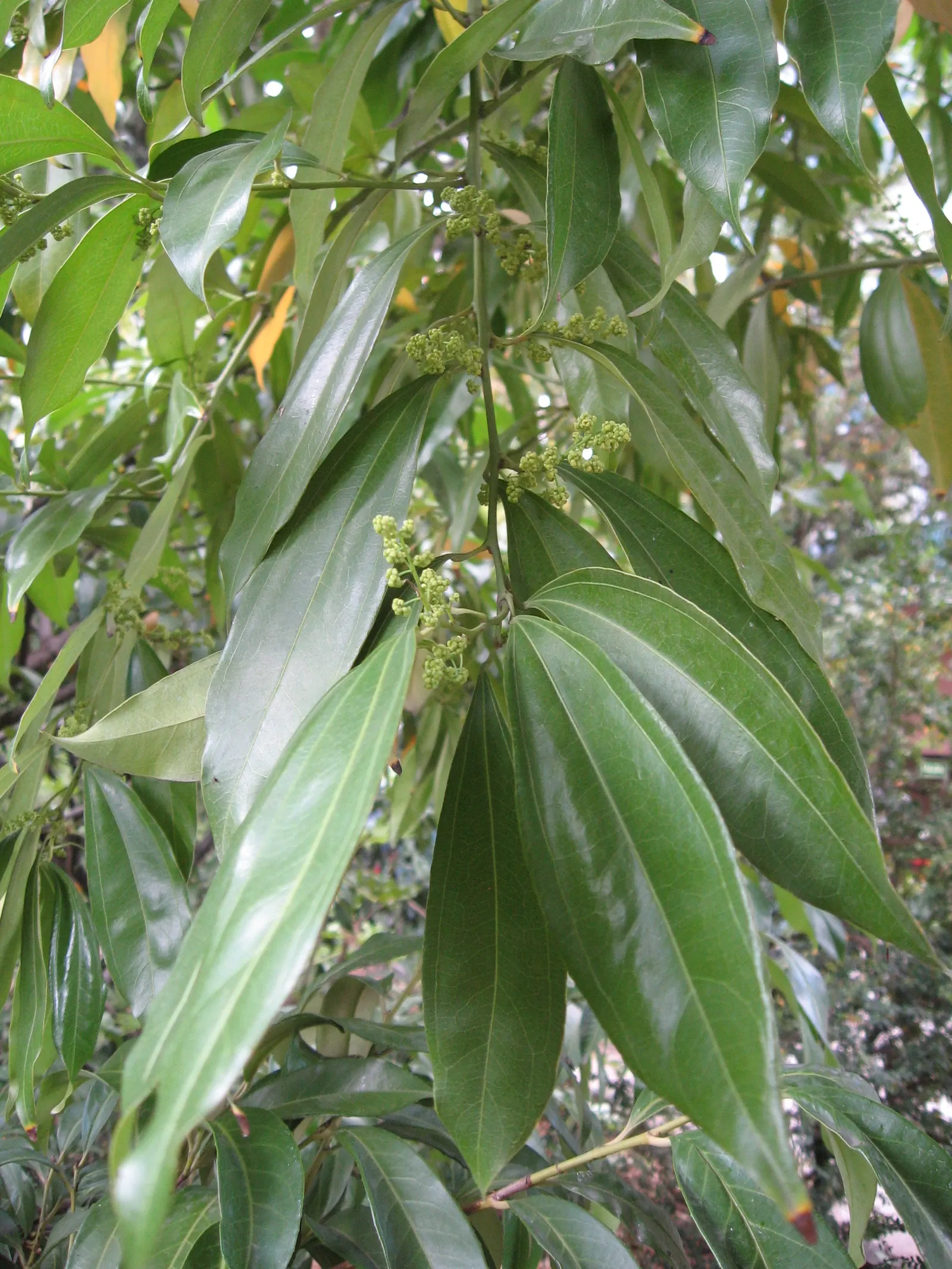 Laurel Leaf Snail Seed (Cocculus Laurifolius) — evergreen shrub that offers a refreshing touch of greenery to any landscape design; it flourishes in USDA