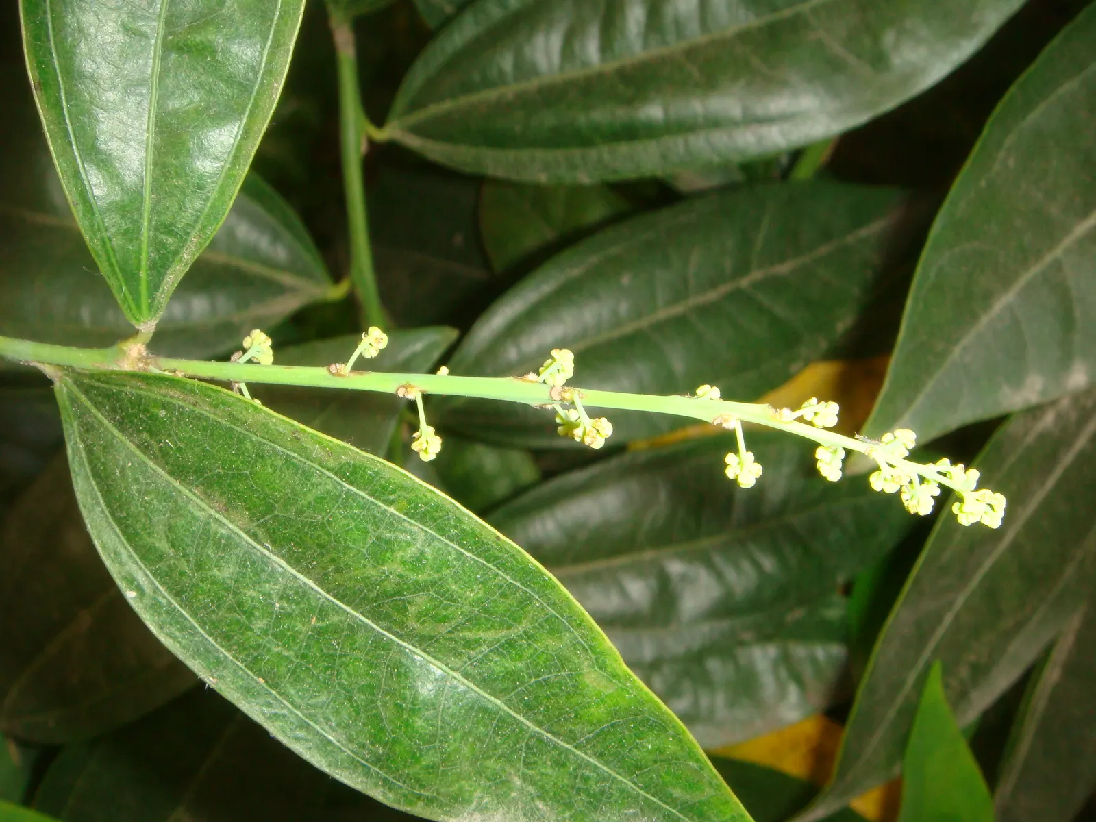 Laurel Leaf Snail Seed (Cocculus Laurifolius) — commonly known as Laurel Leaf Snail Seed; it boasts dainty, yellowish-green flowers followed by black berries