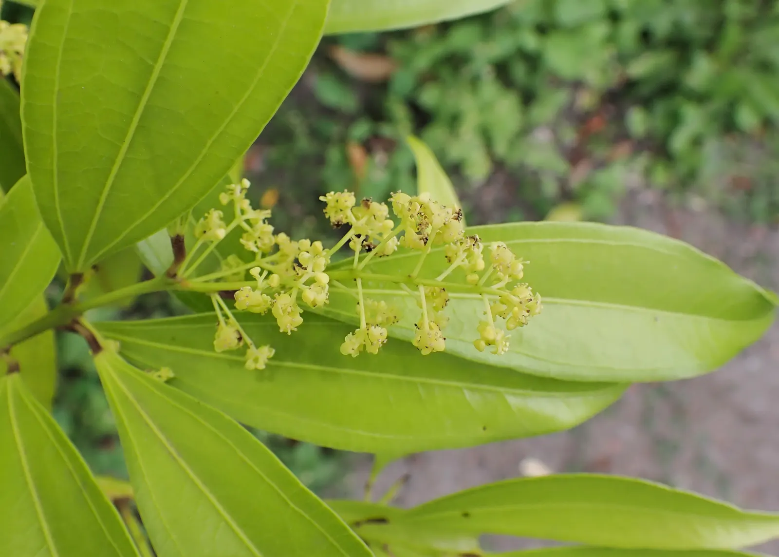 Laurel Leaf Snail Seed (Cocculus Laurifolius) — and maintains a deep green hue throughout the year