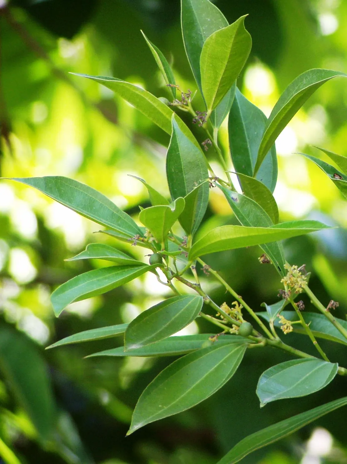 Laurel Leaf Snail Seed (Cocculus Laurifolius) — This low-maintenance plant typically reaches 6-8 feet in height and width